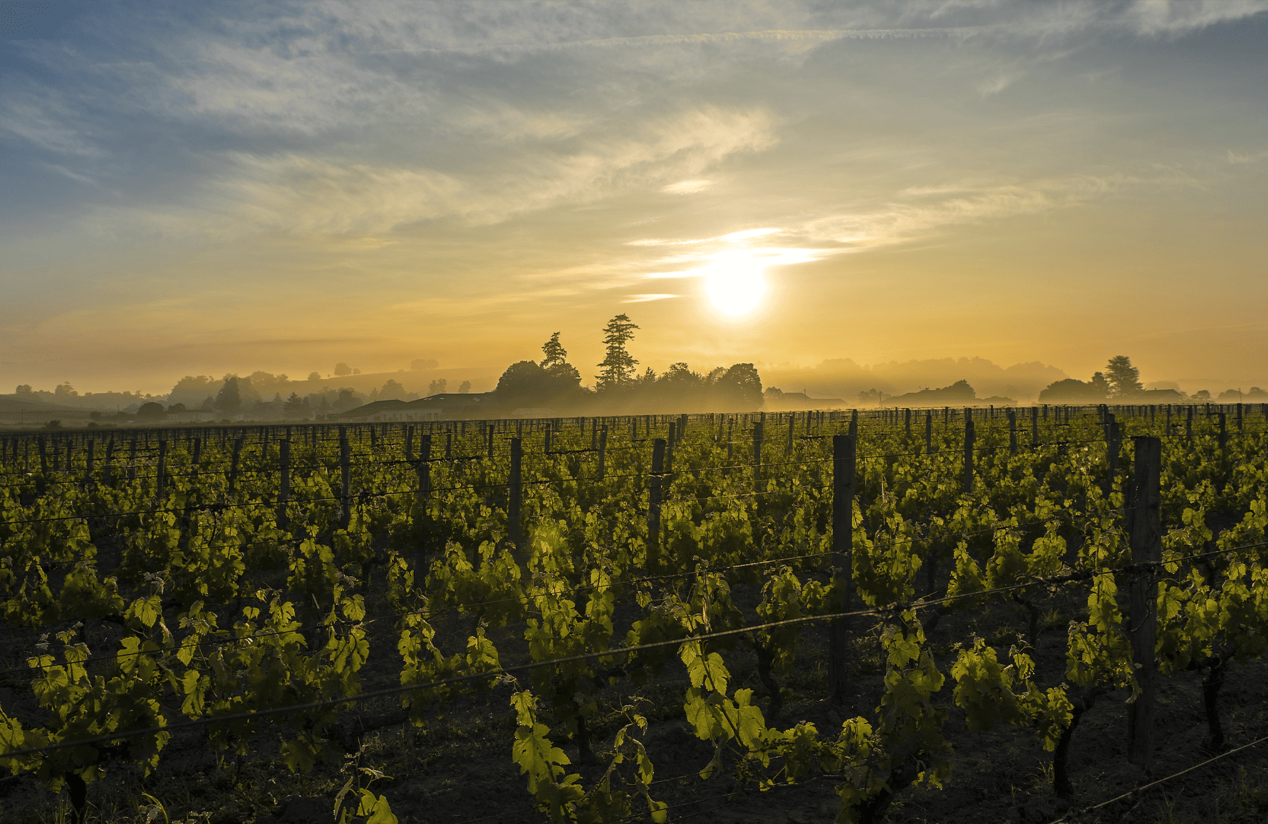 Château Canon La Gaffelière