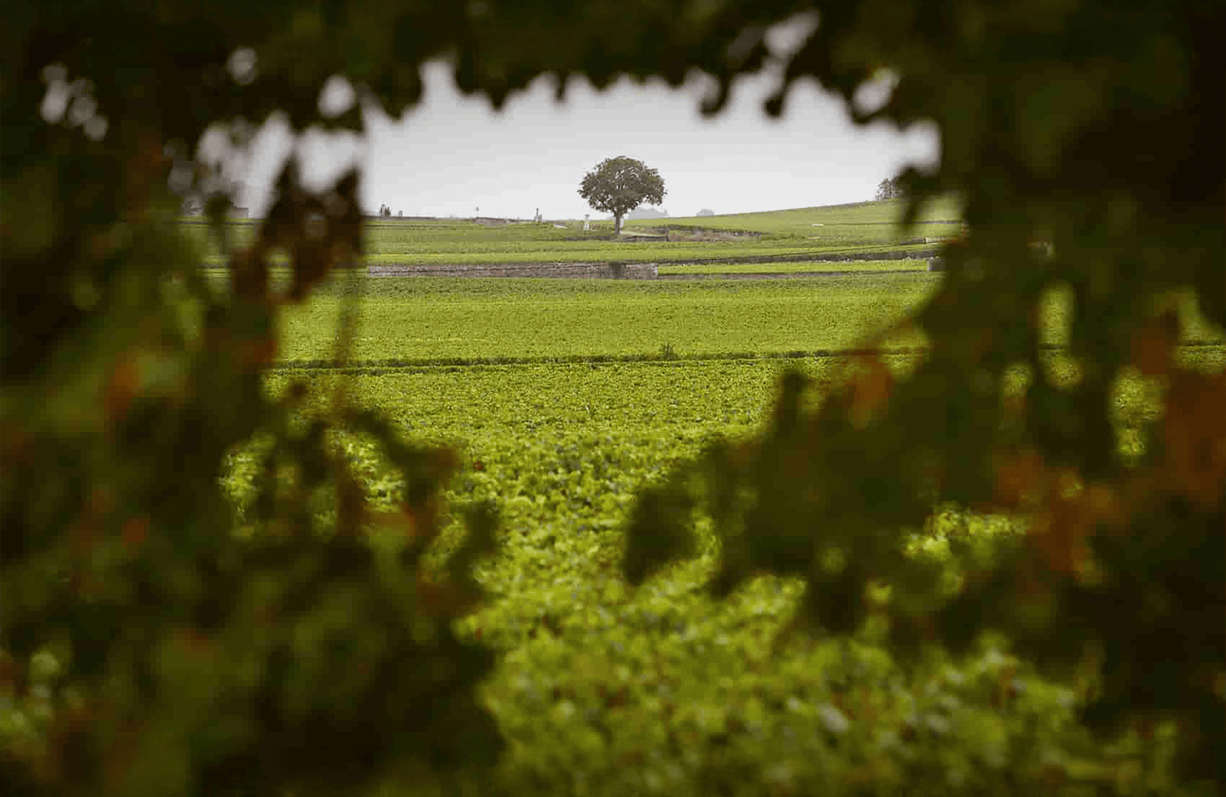 Domaine Henri Boillot