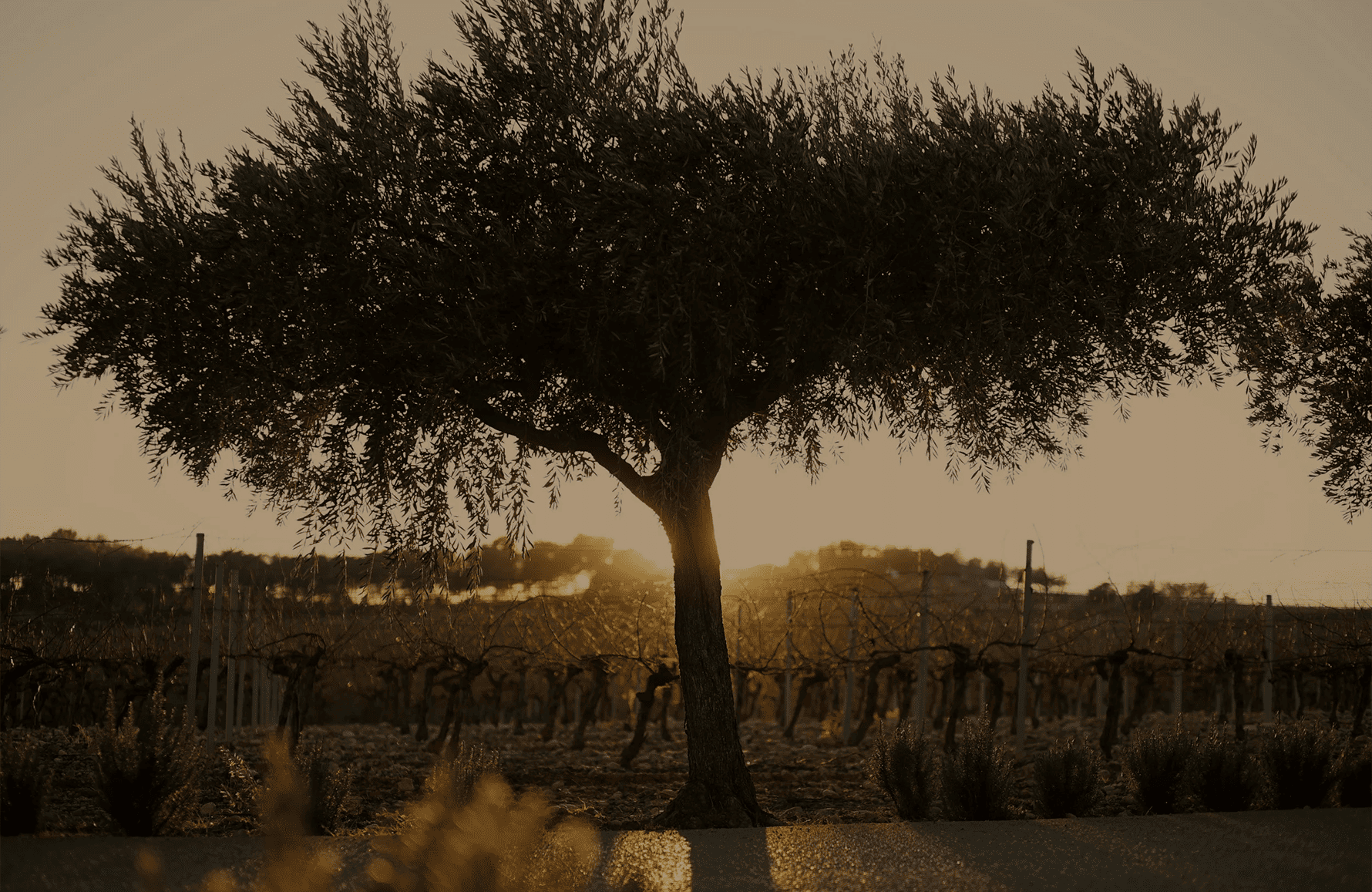 the story of Château Puech-Haut