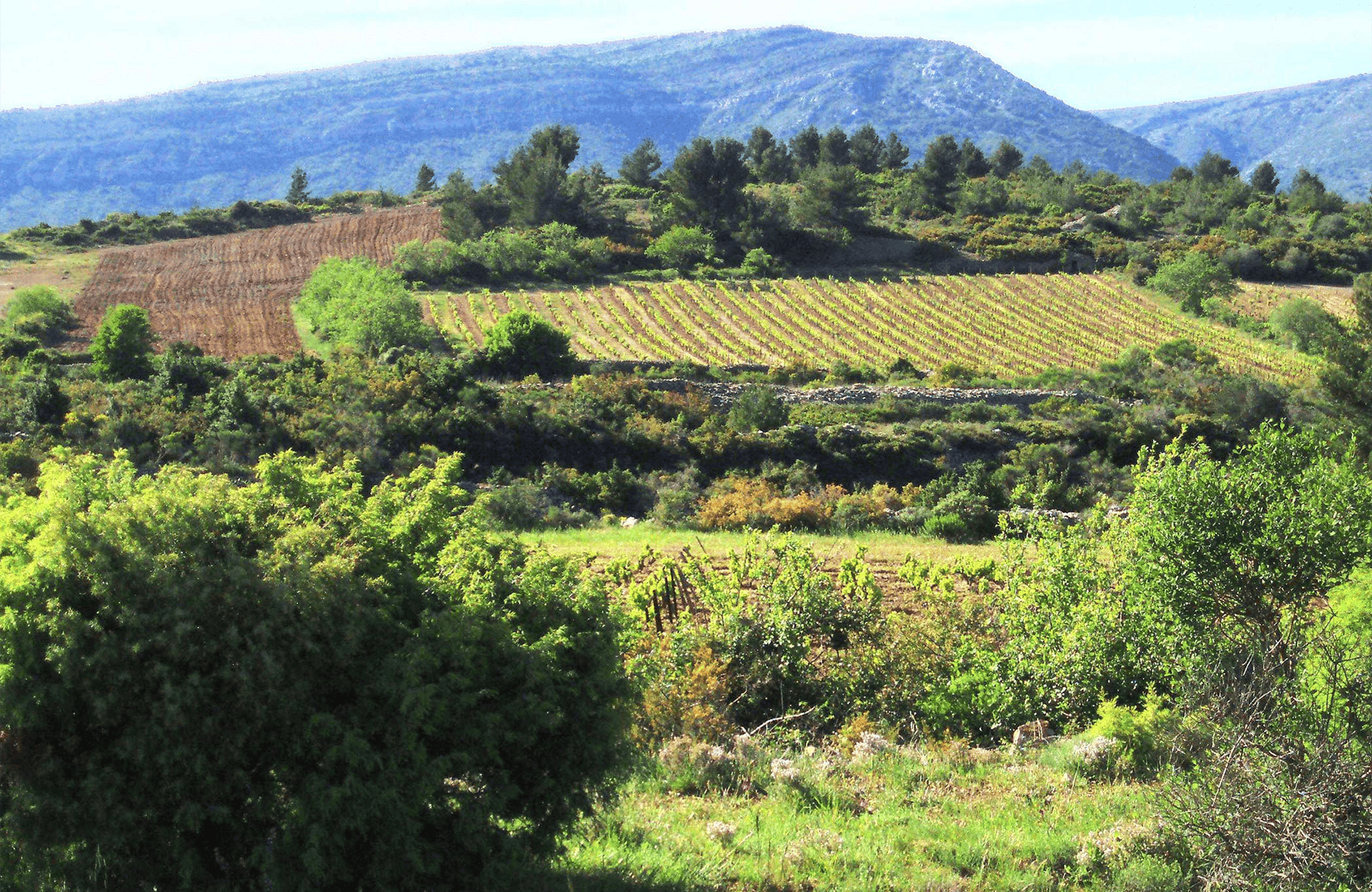 historien om Clos de l'Anhel
