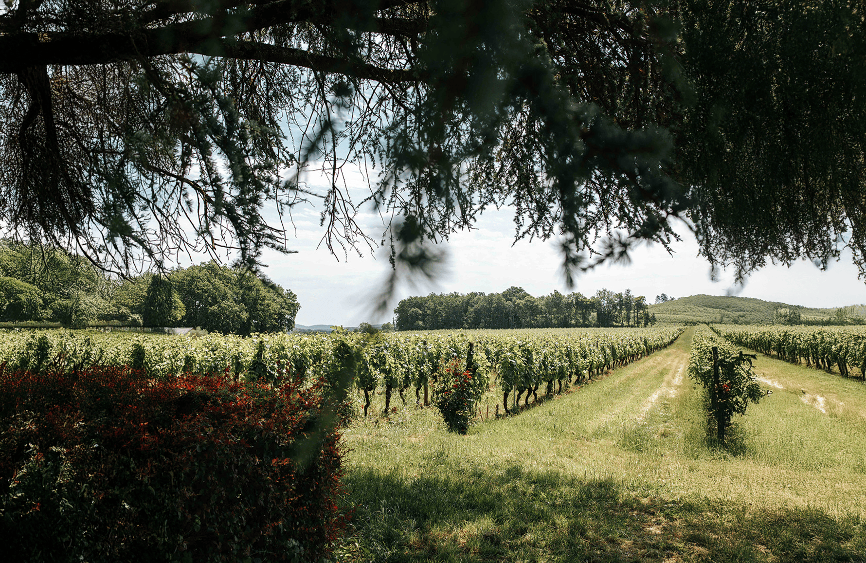 the story of Clos Triguedina