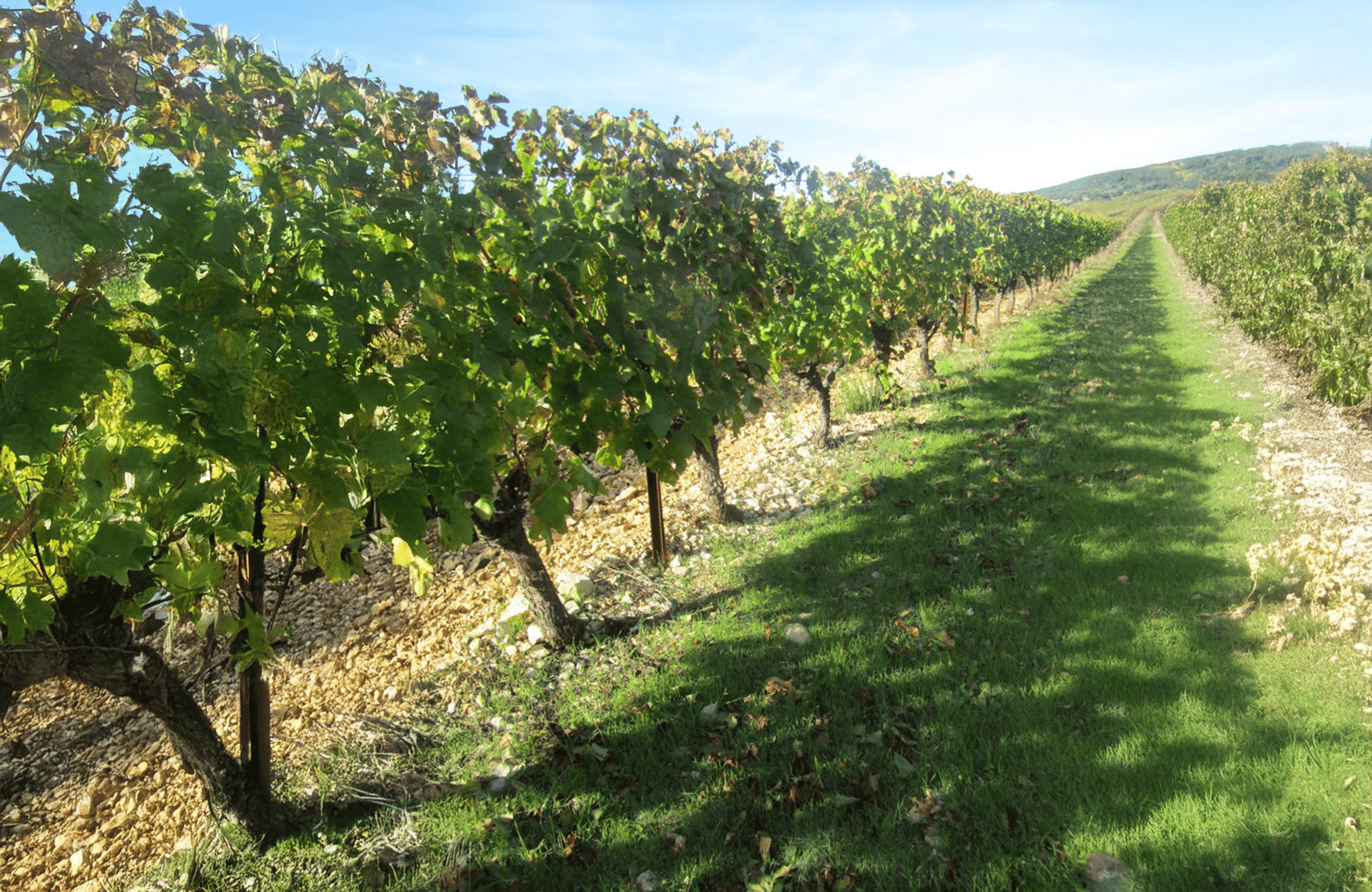 historien om Domaine de Montcalmès