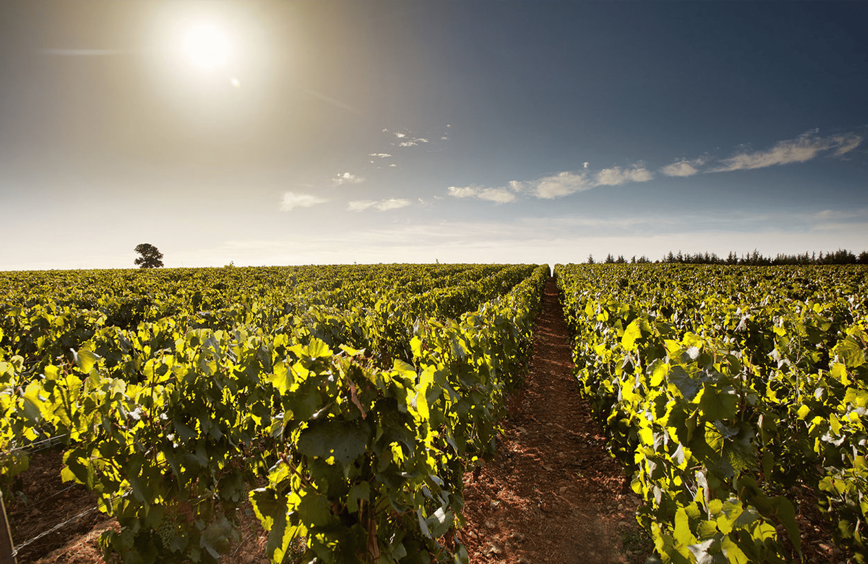 historien om Domaine des Perdrix