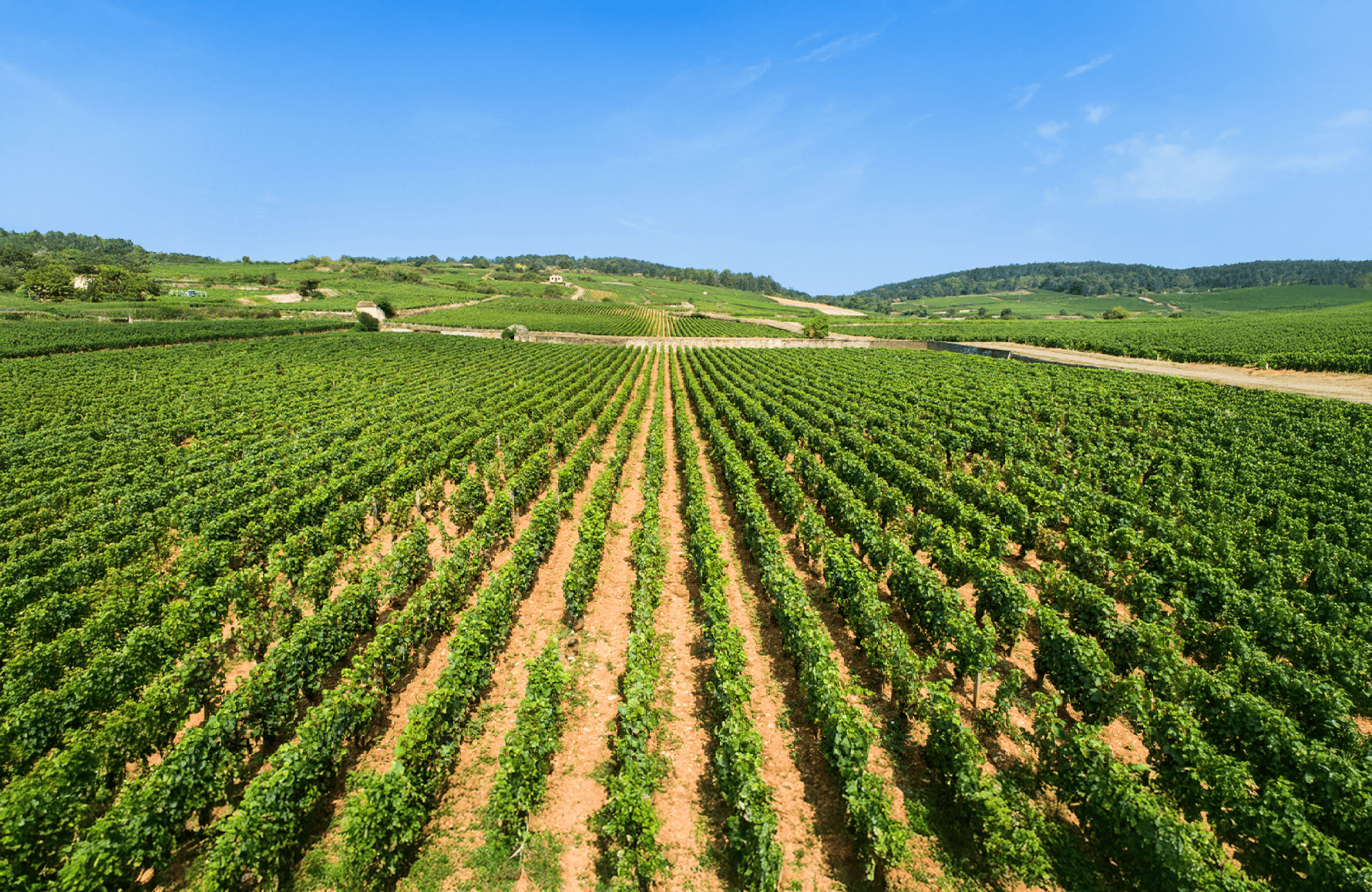 l’histoire du Maison Louis Jadot