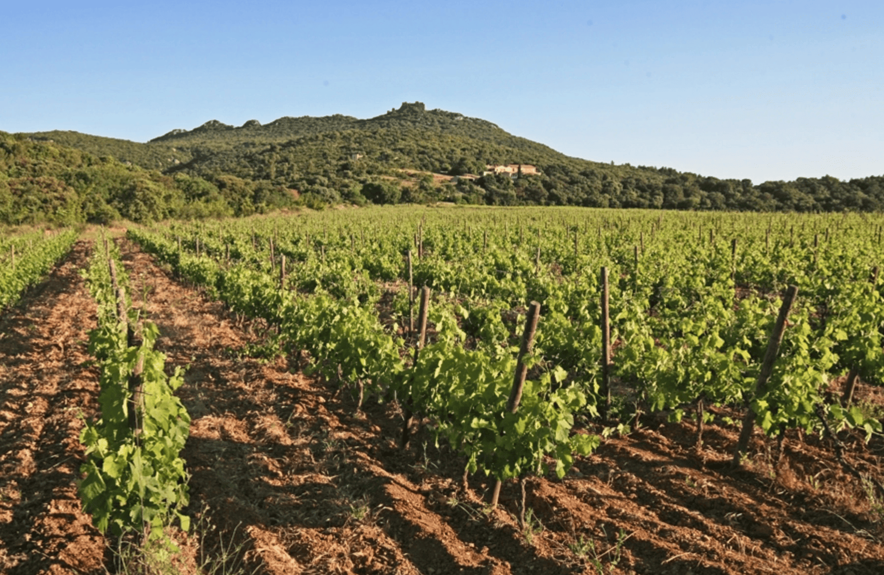 historien om Ermitage du Pic Saint Loup