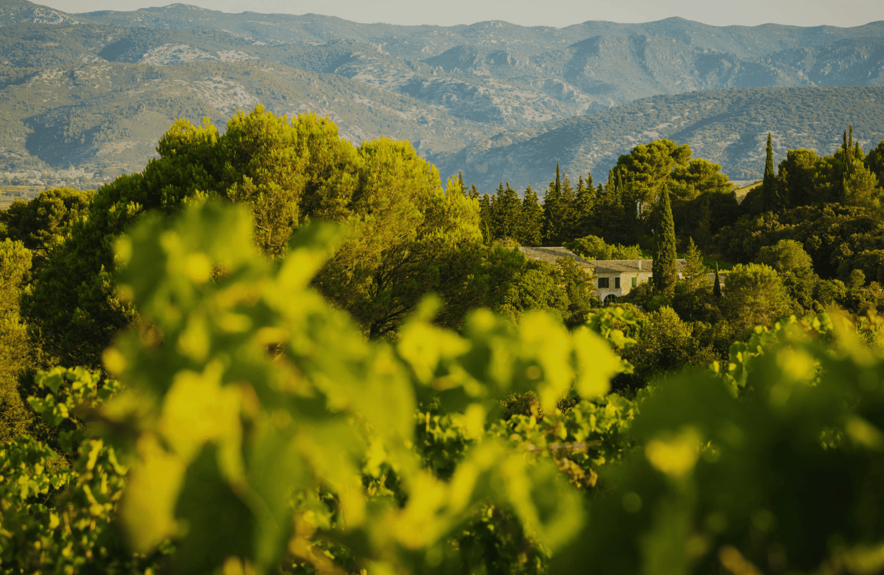 the story of Mas de Daumas Gassac