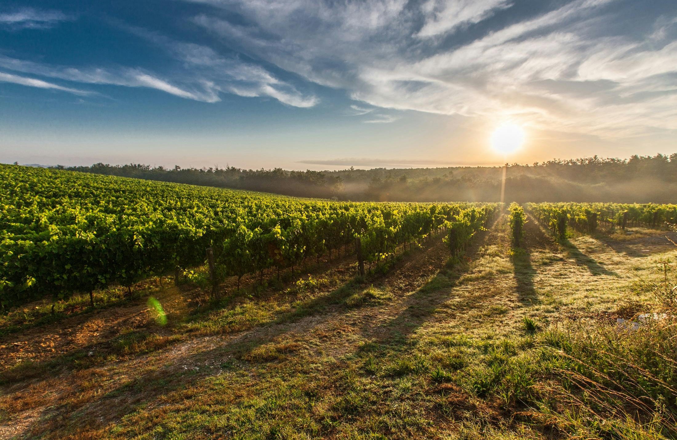 Vine Domaine François Chidaine