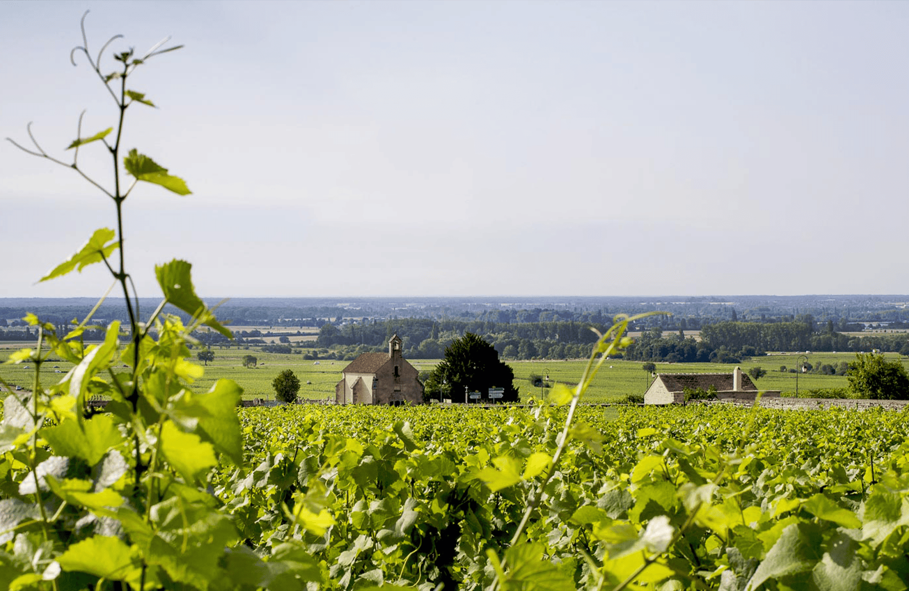 Domaine Michel Lafarge