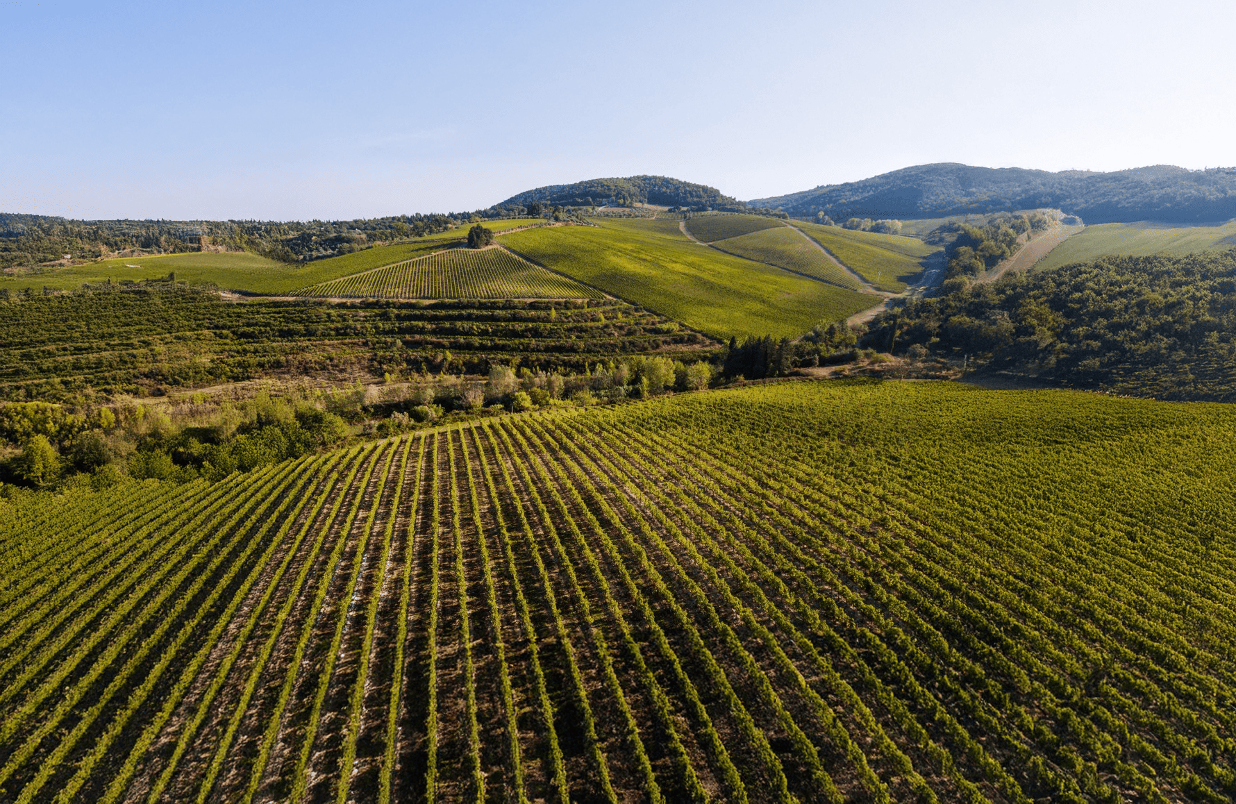 historien om Antinori - Italie