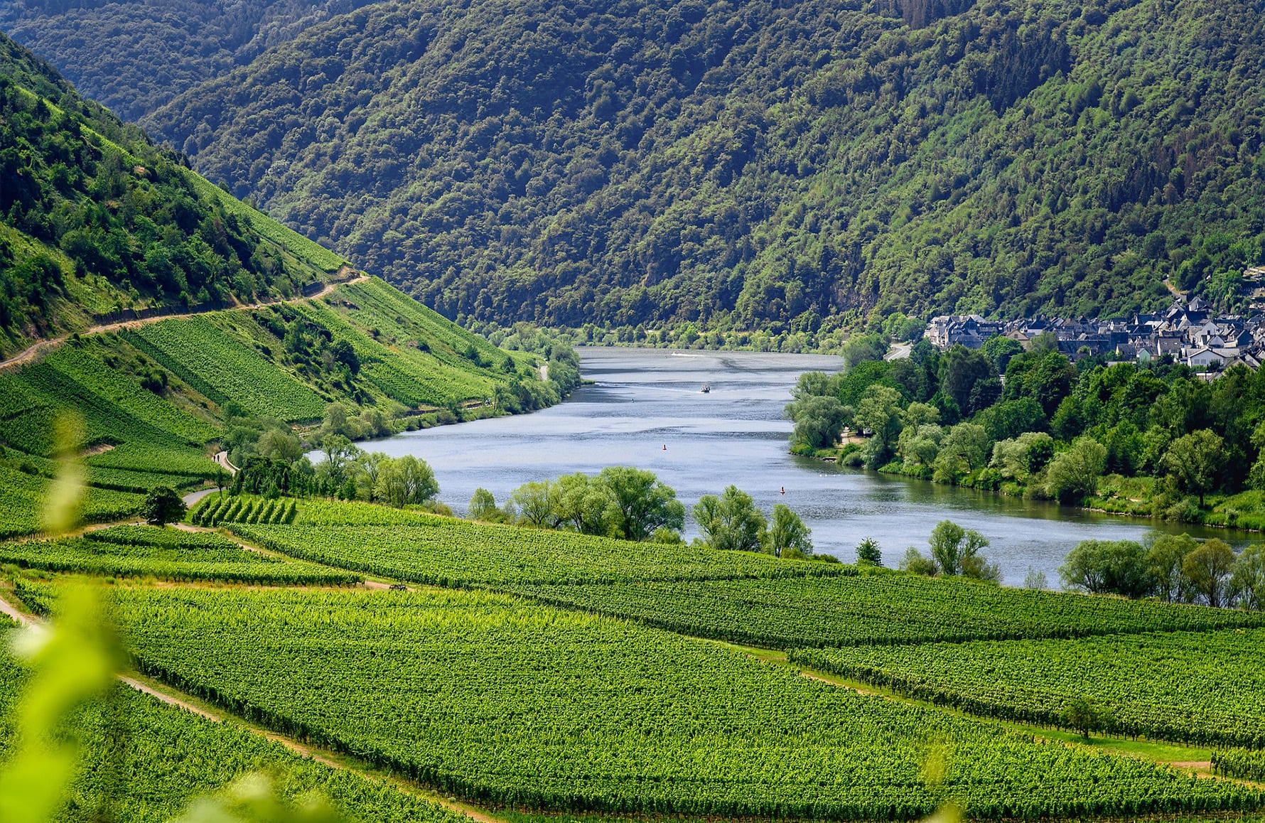 the story of Domaine Peyre Rose