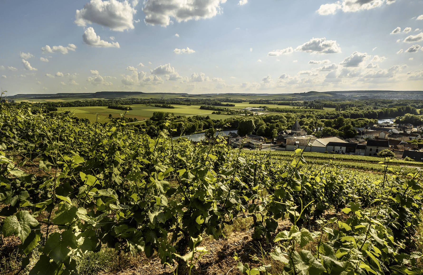historien om Champagne Billecart Salmon