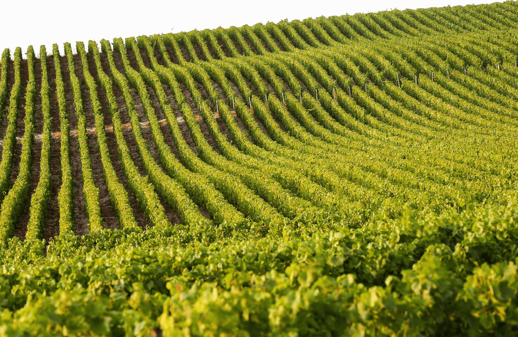 l’histoire du Champagne Drappier