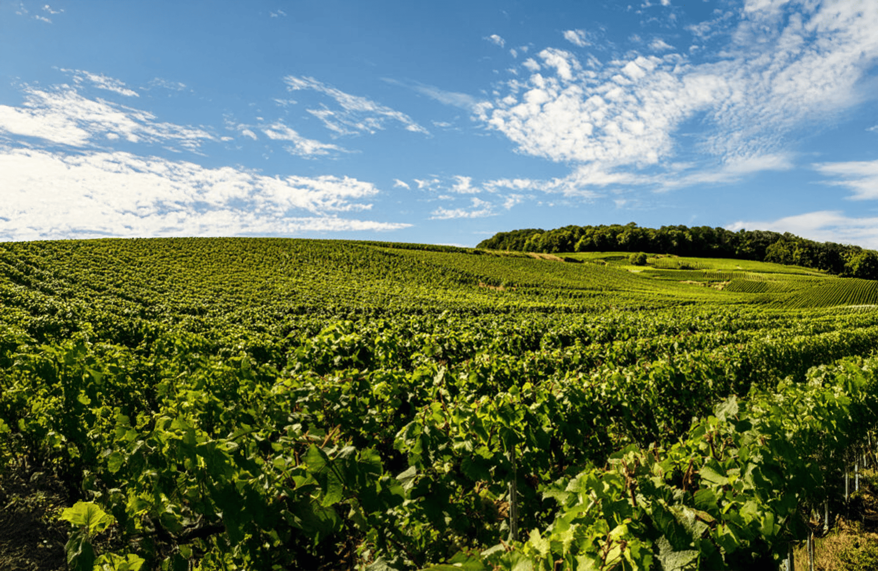 the story of Laurent-Perrier Champagne
