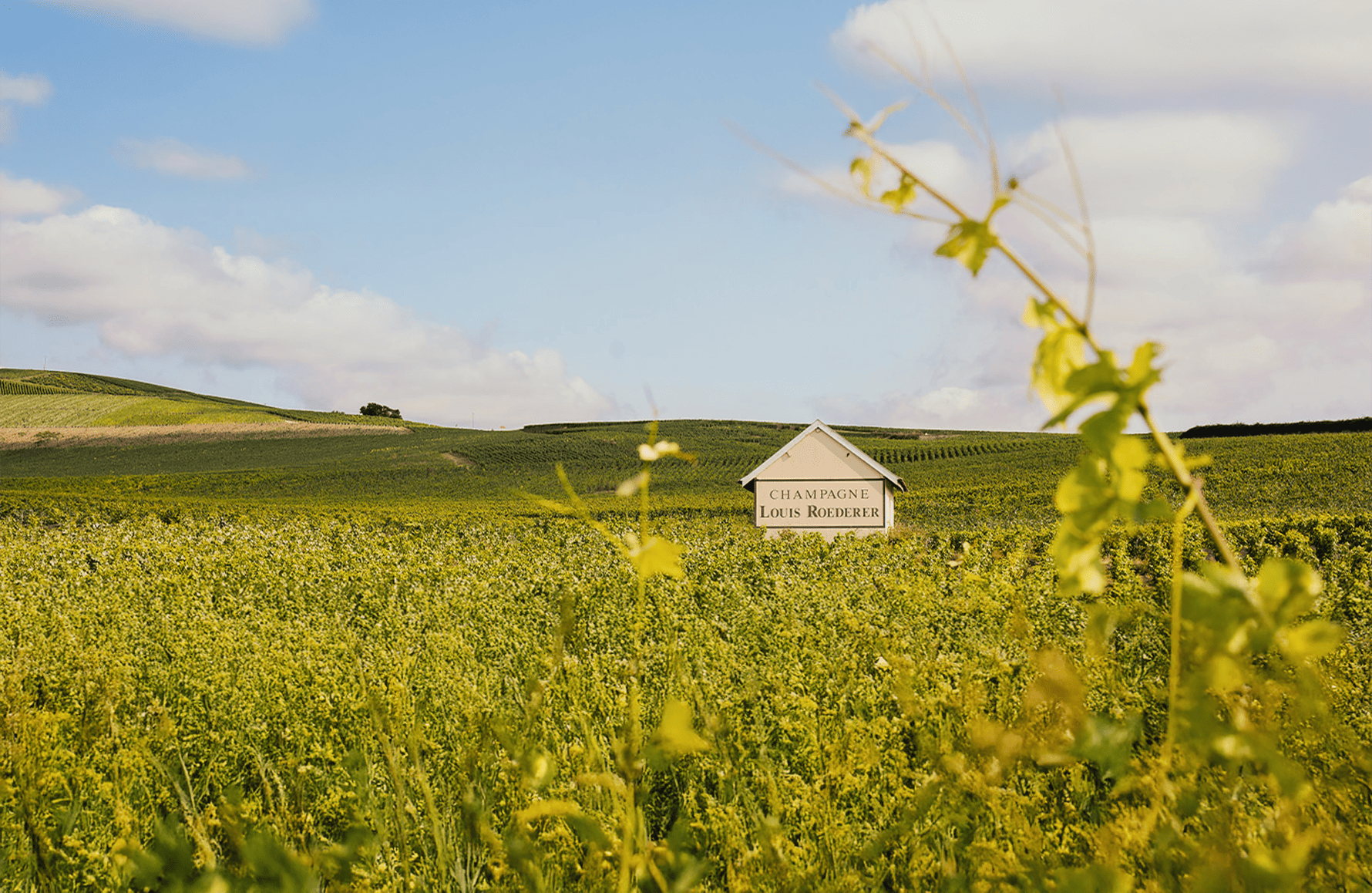 the story of Champagne Louis Roederer
