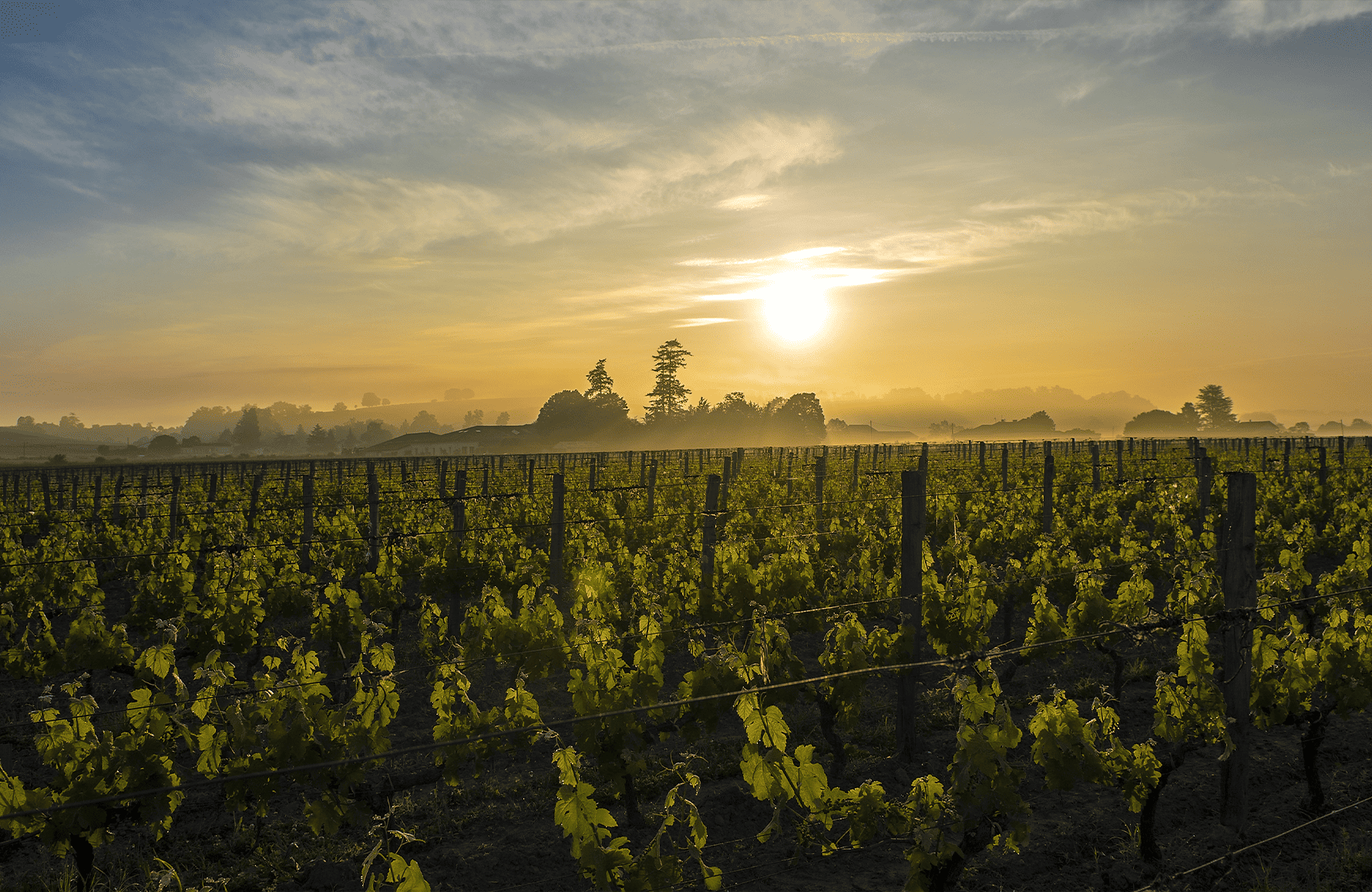 historien om Château Canon La Gaffelière