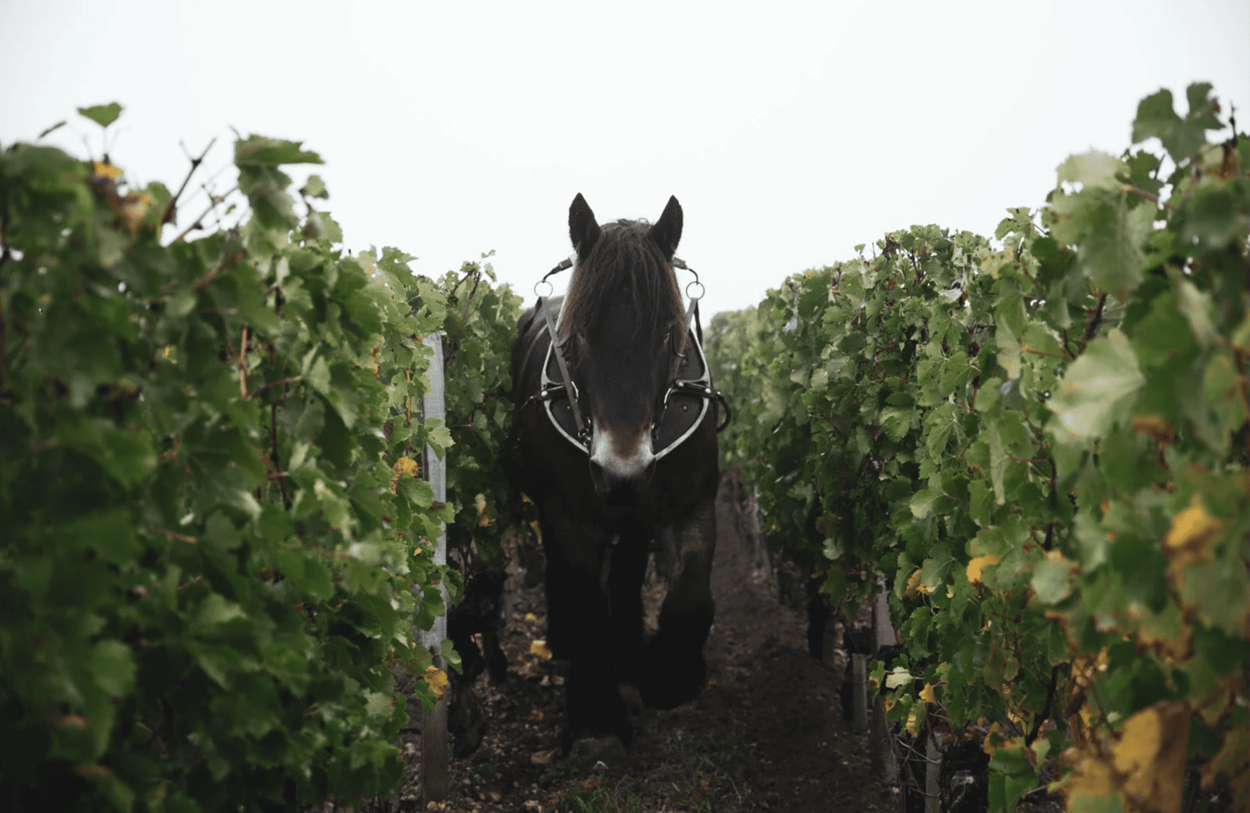 historien om Château Clinet