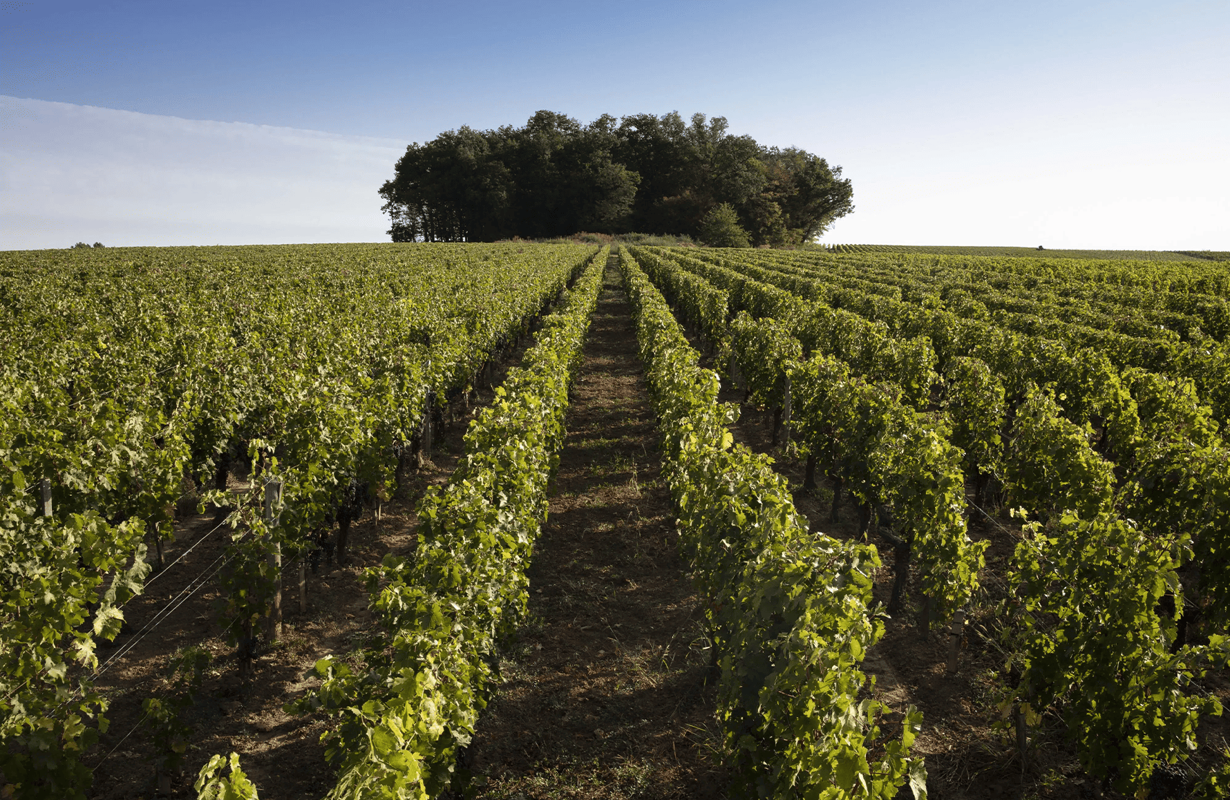 the story of Ferrand Castle