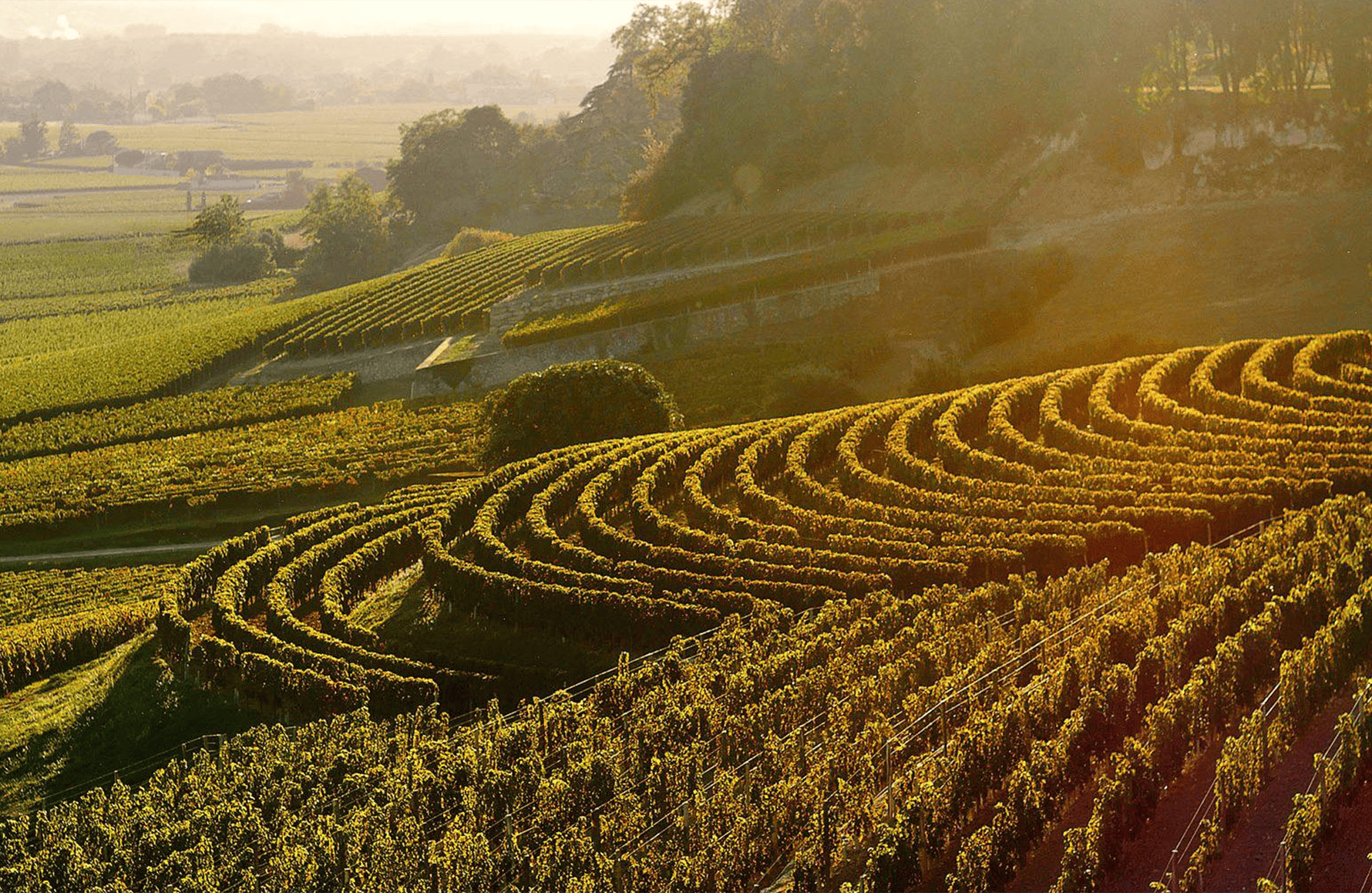 historien om Château La Fleur-Pétrus