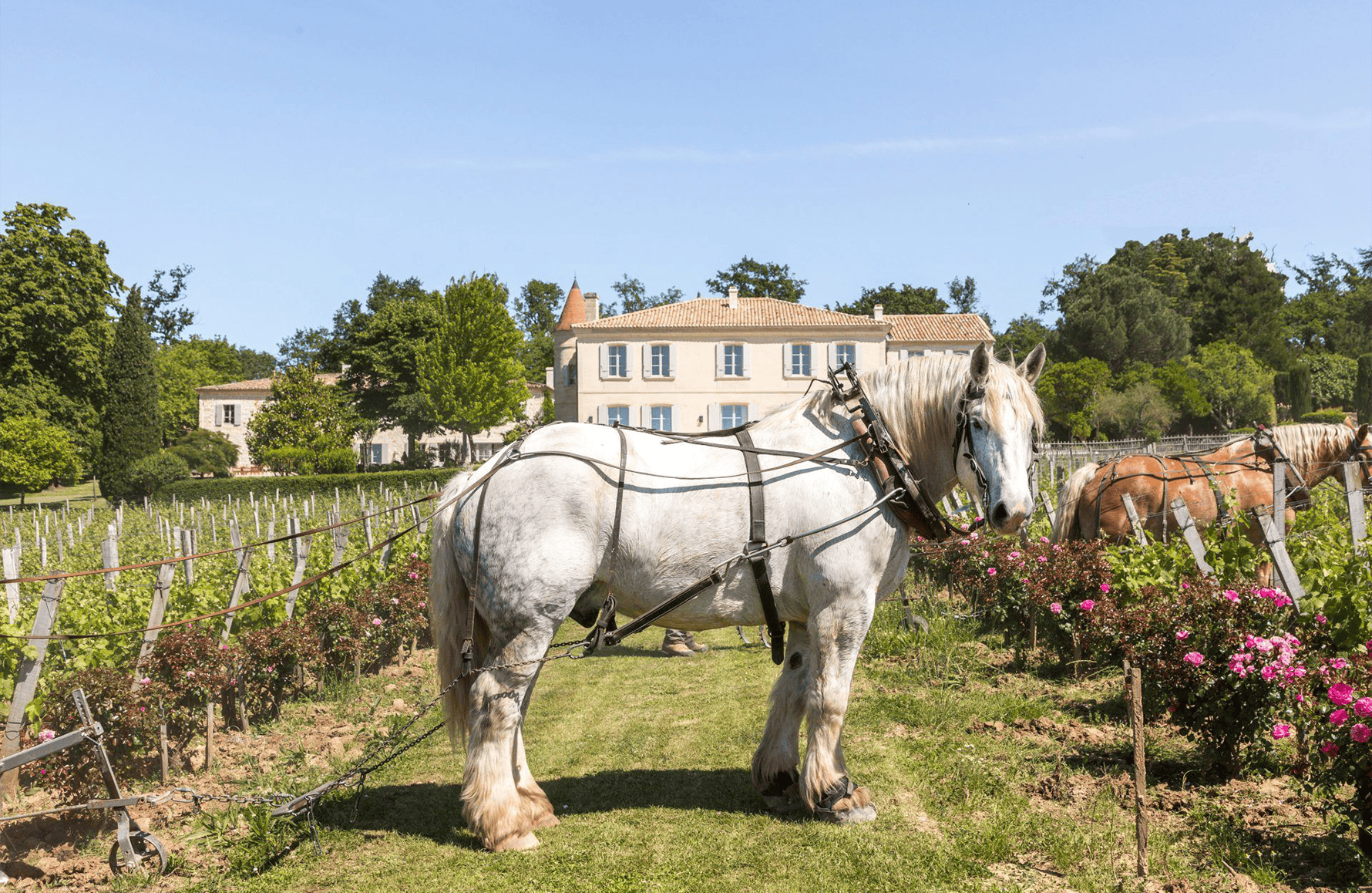 the story of Château Troplong Mondot