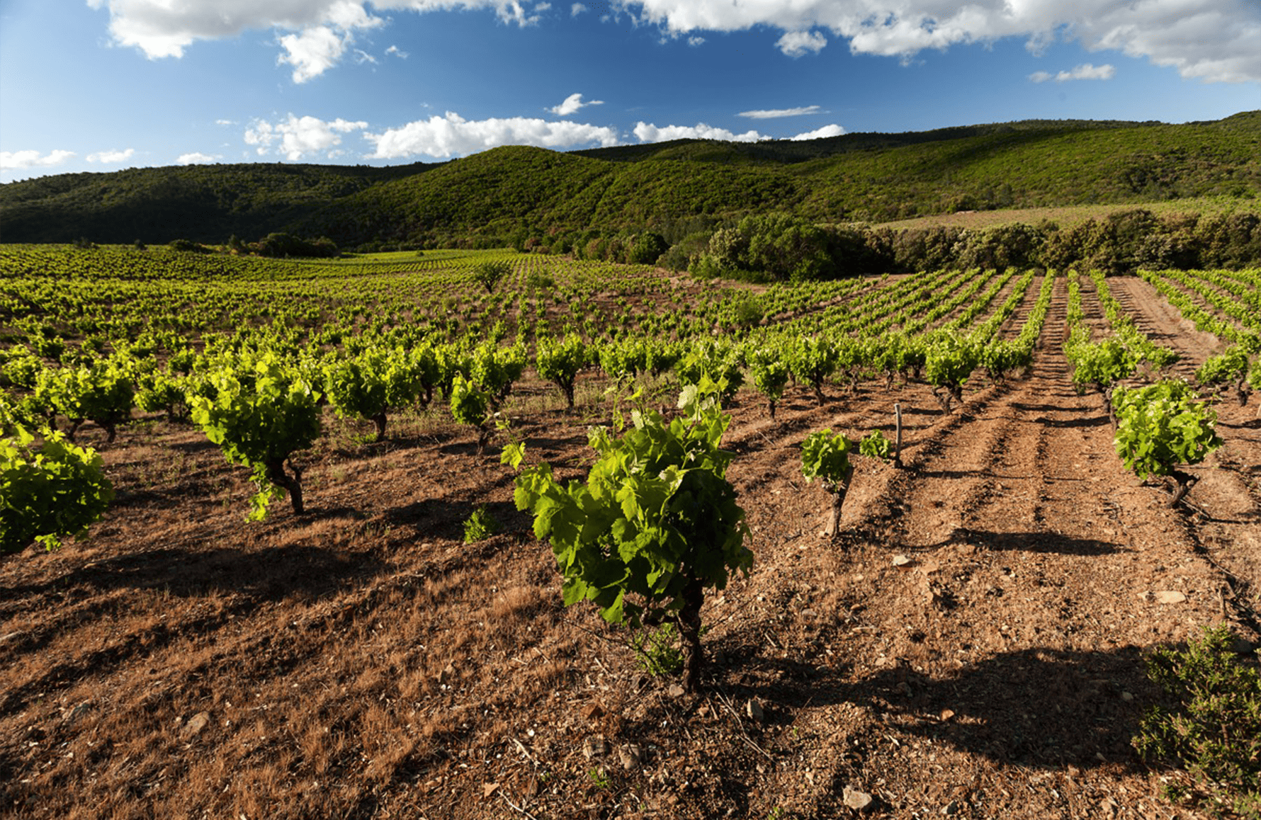 l’histoire du Clos Bagatelle