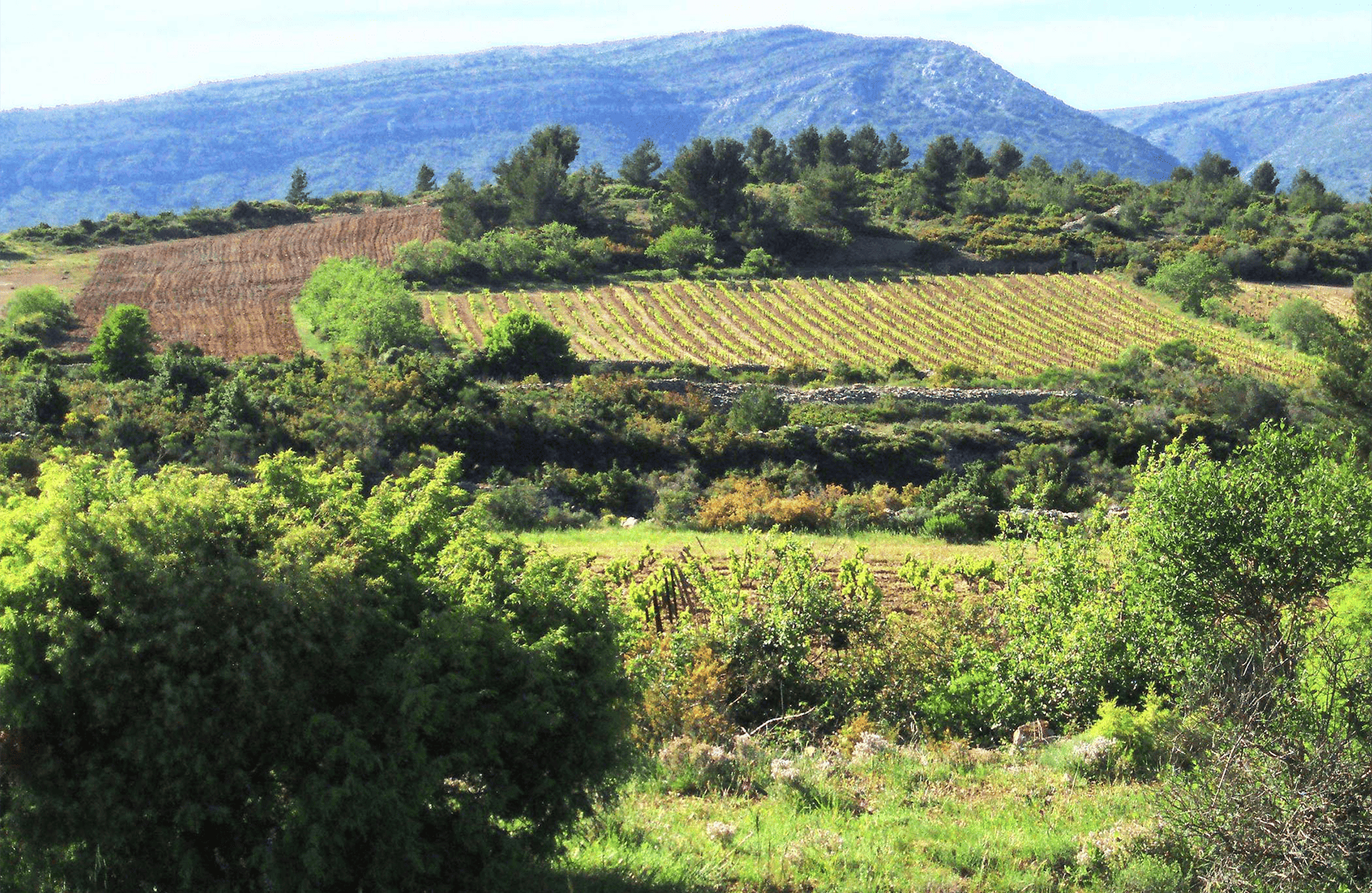 historien om Clos de l'Anhel
