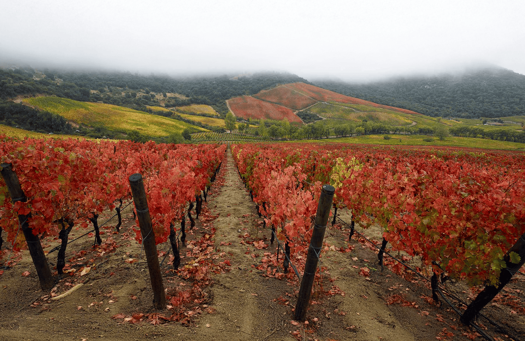 historien om Lapostolle - Chili