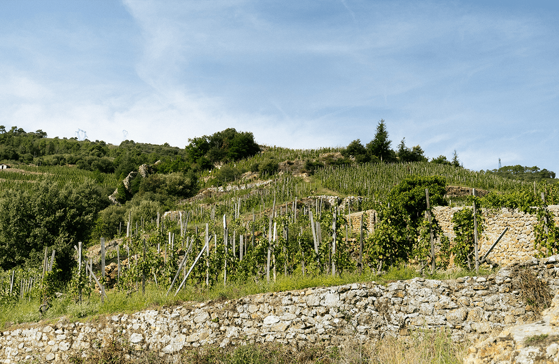 the story of Domaine Alain Voge 