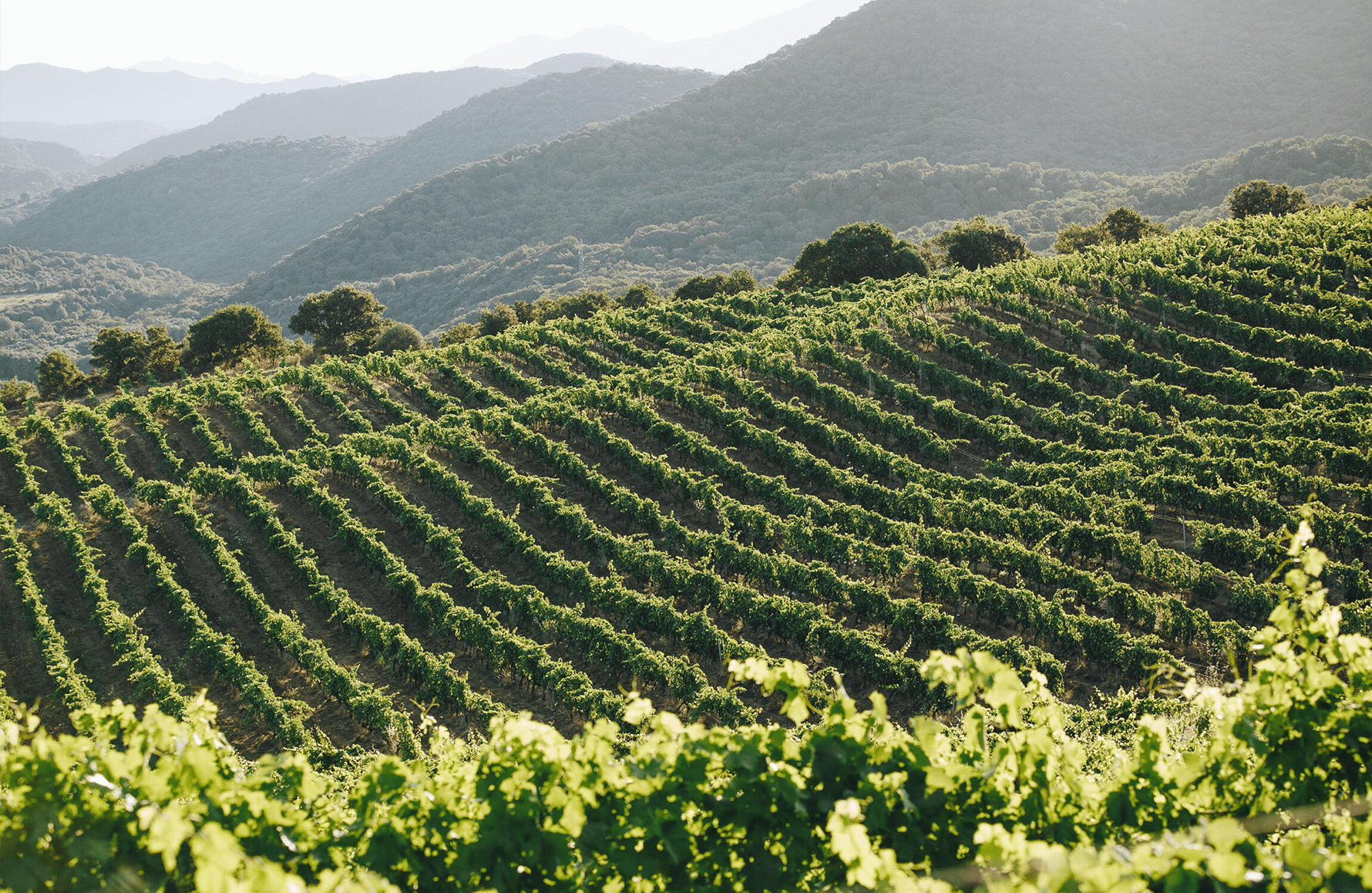 l’histoire du Domaine Comte Abbatucci