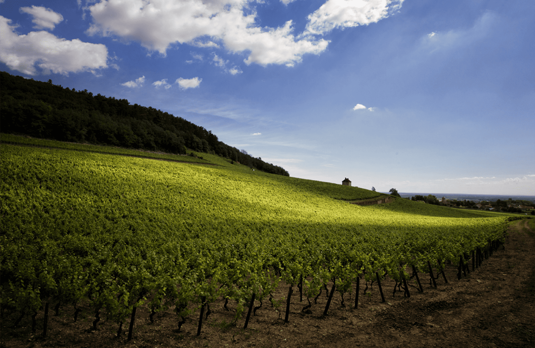 historien om Domaine Denis Mortet