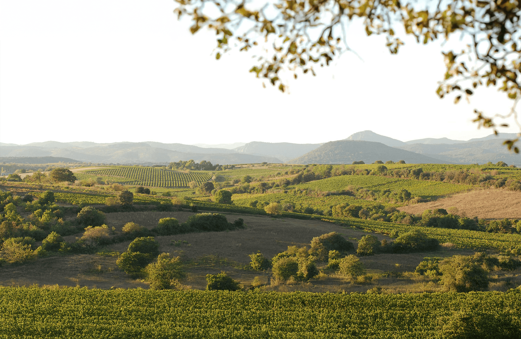 historien om Domaine des Aurelles