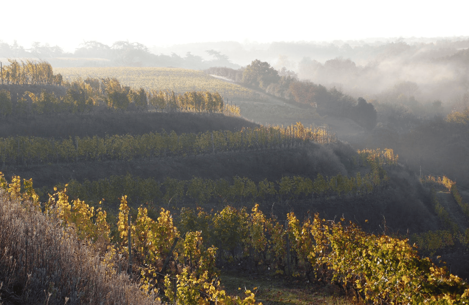 historien om Domaine des Baumard