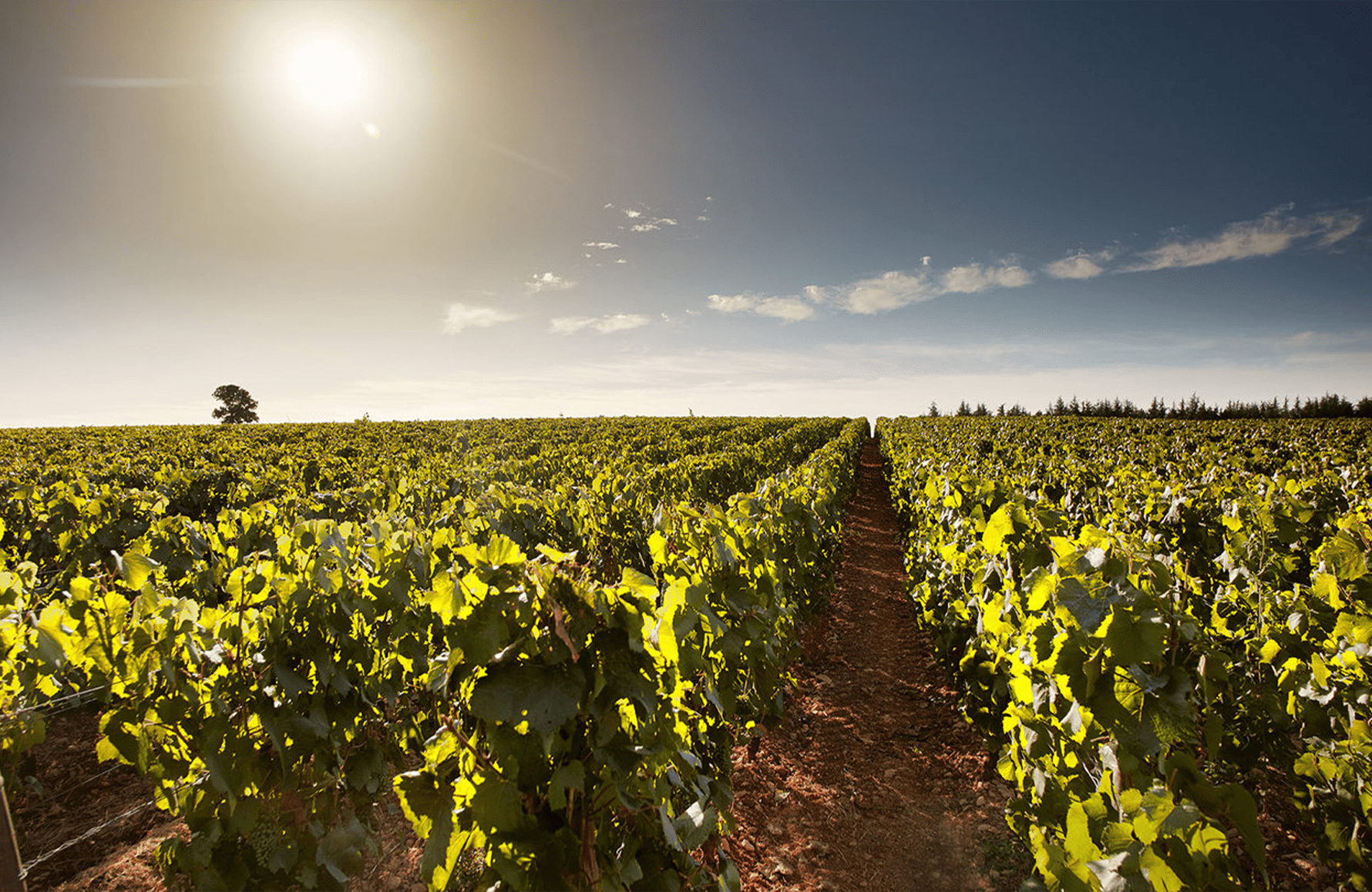 historien om Domaine des Perdrix