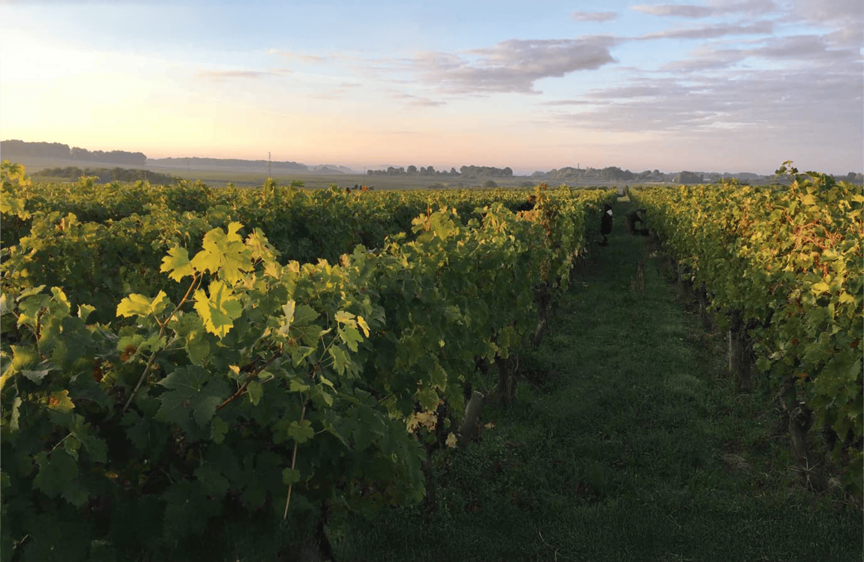 historien om Domaine des Roches Neuves