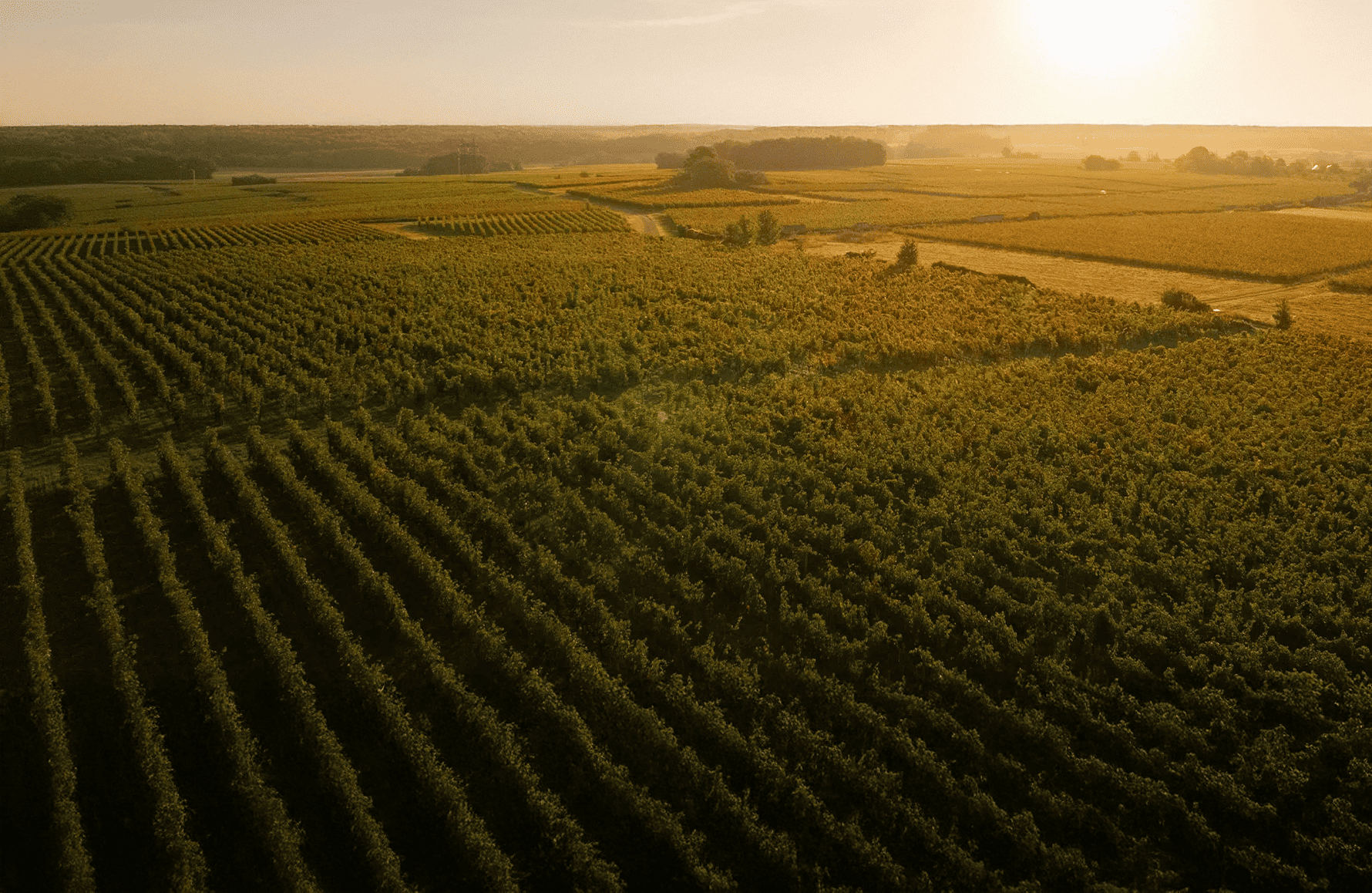 historien om Domaine Guiberteau