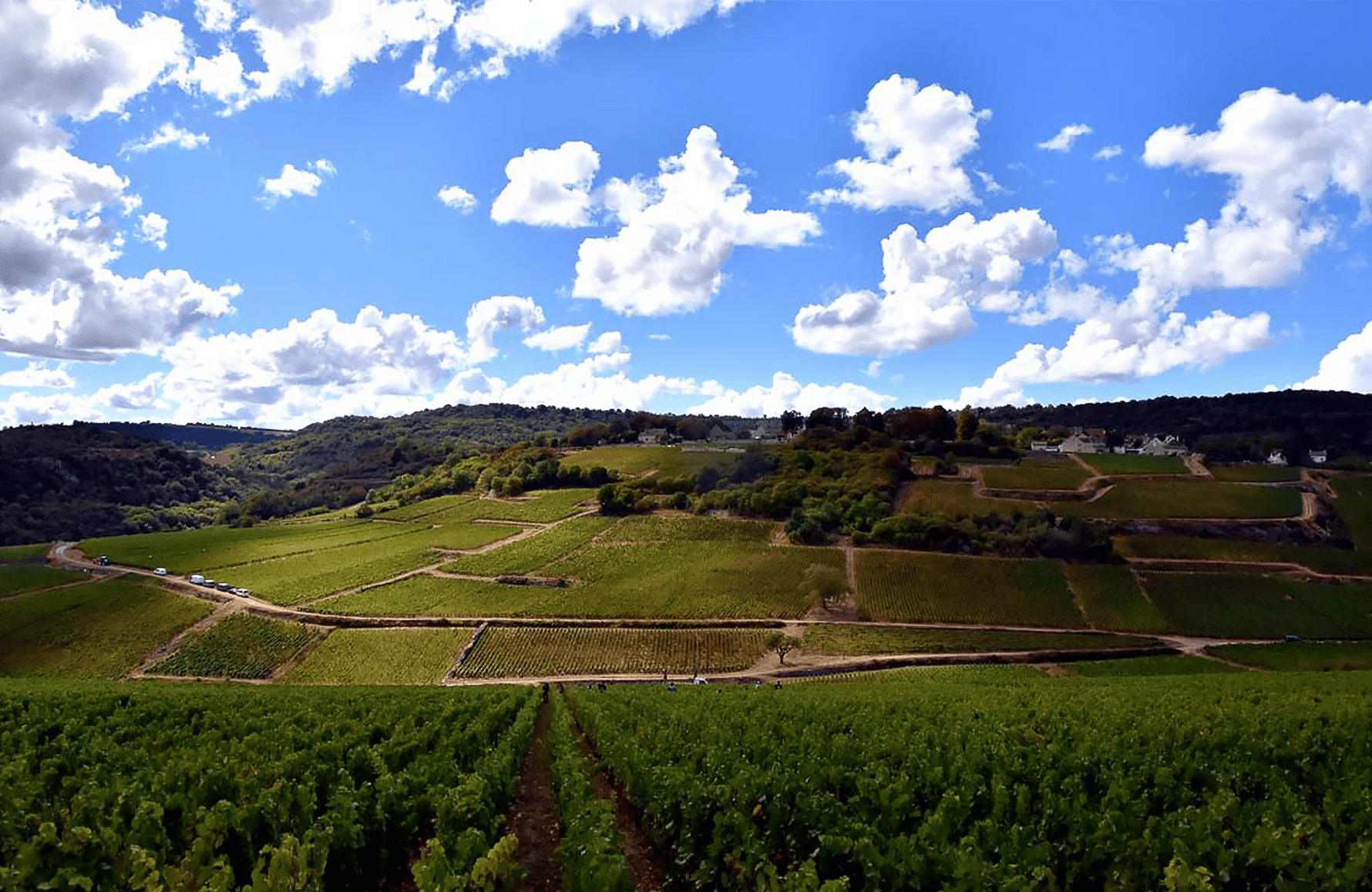 the story of Domaine Henri &amp; Gilles Buisson