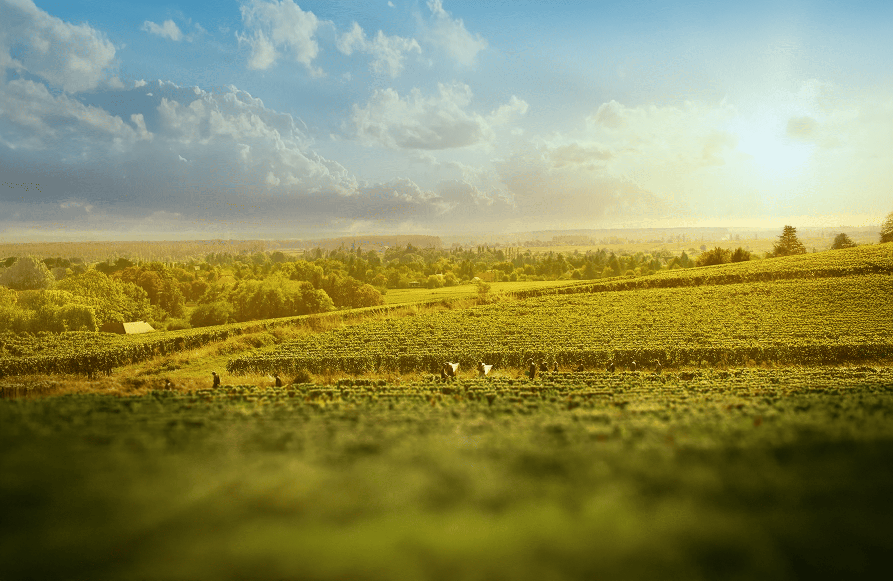 historien om Domaine Joblot