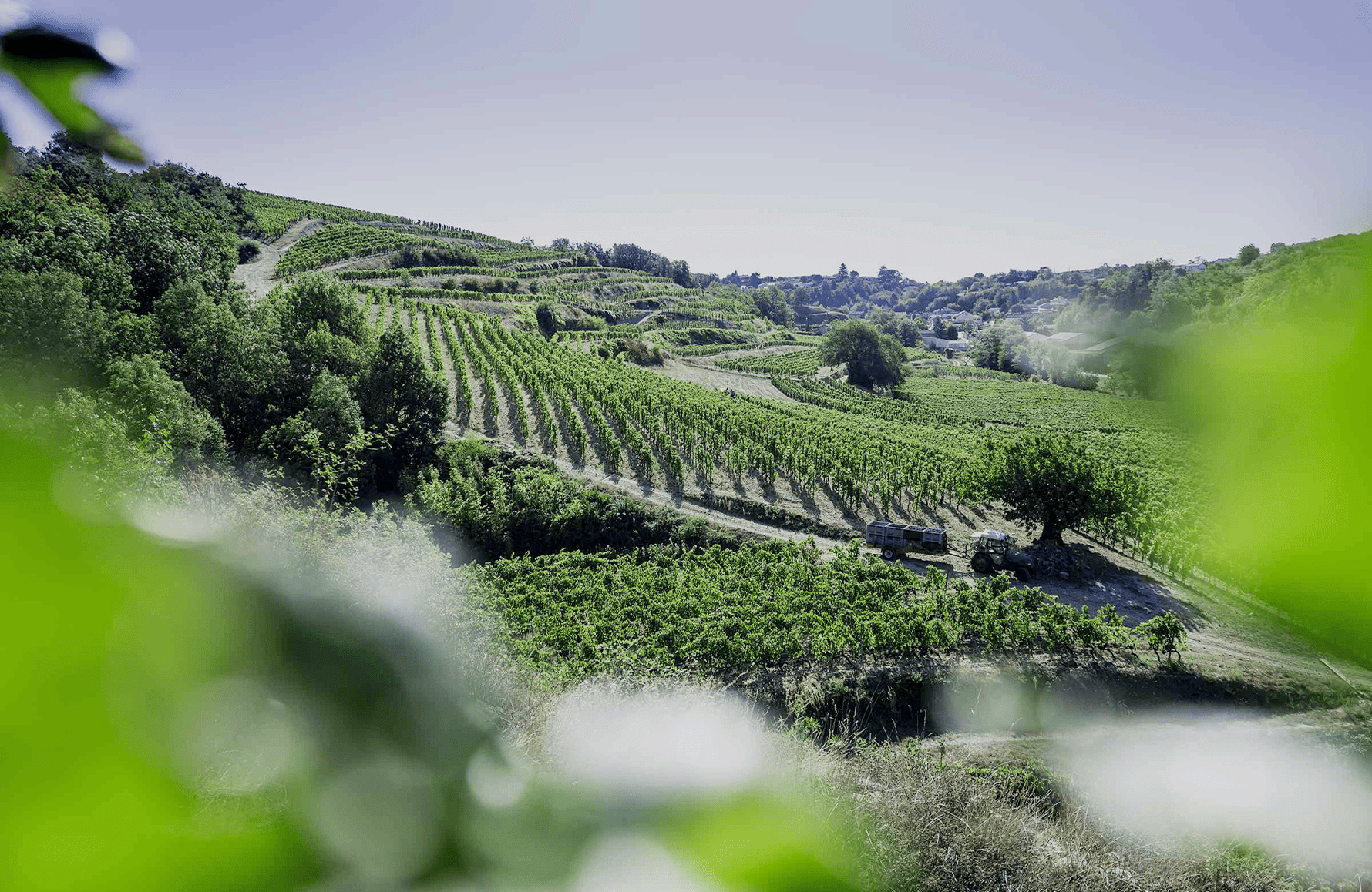 the story of Domaine Laurent Fayolle