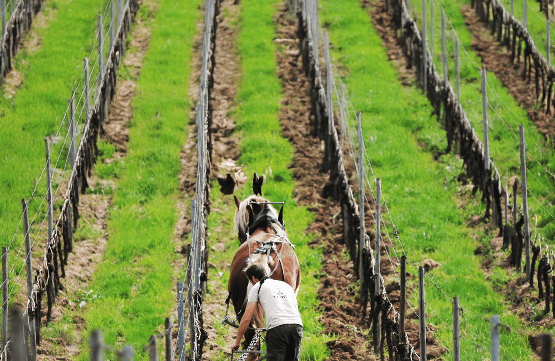 historien om Domaine Marc Kreydenweiss