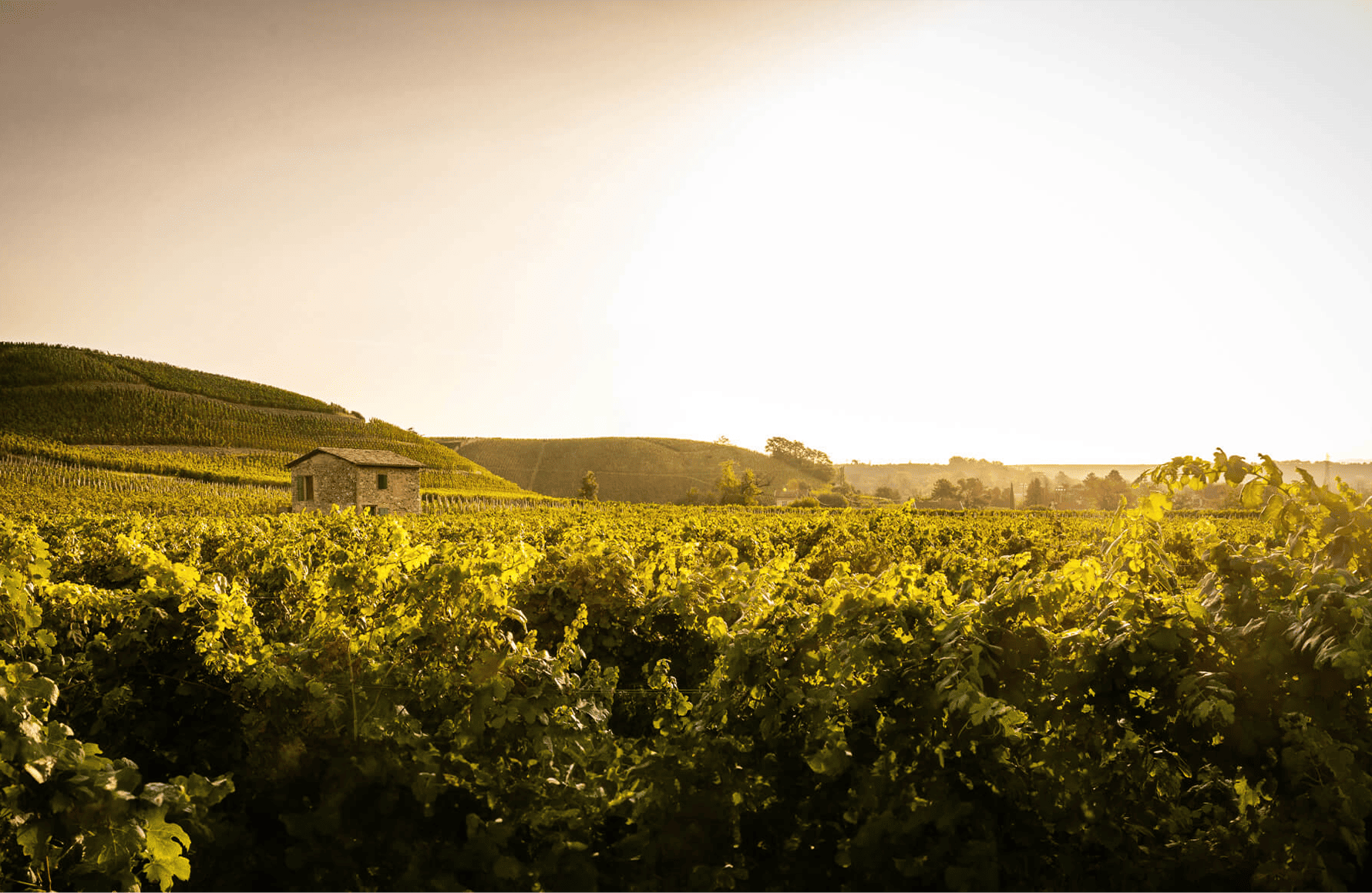 historien om Domaines Paul Jaboulet Aîné