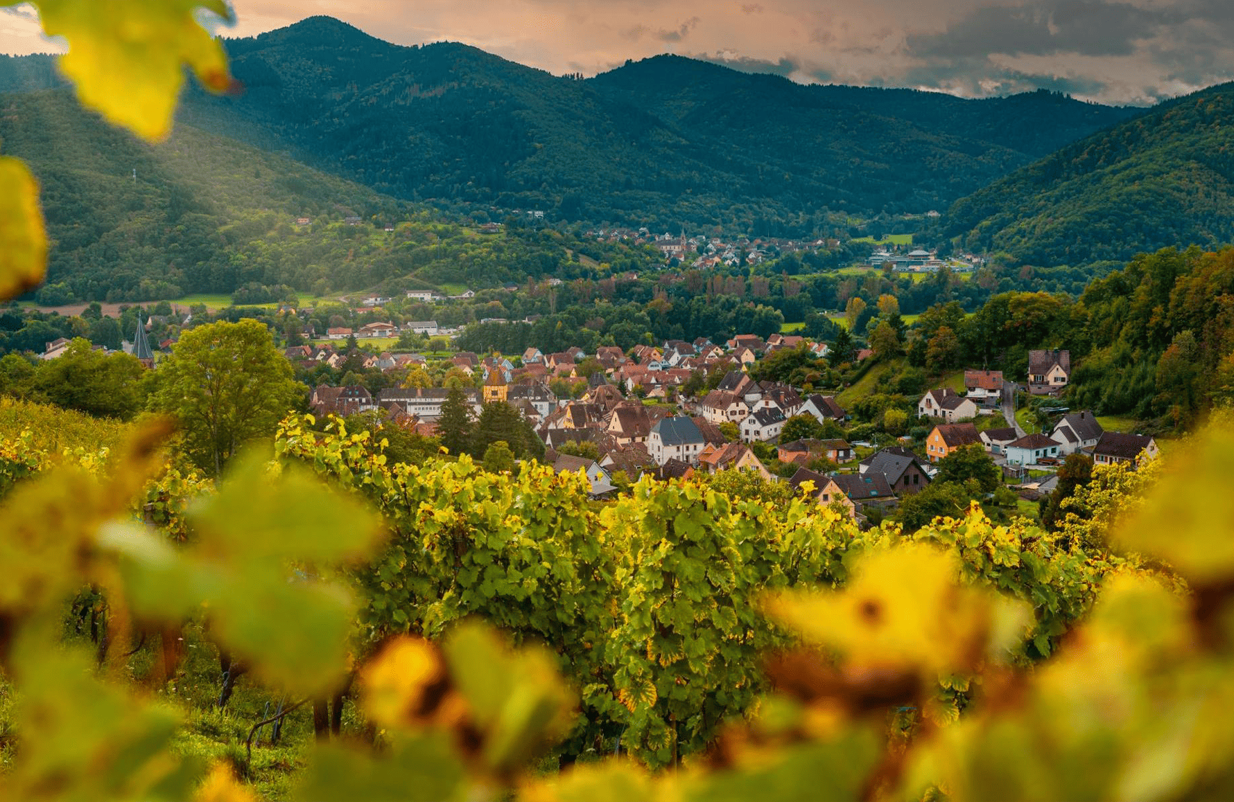 historien om Schoenheitz