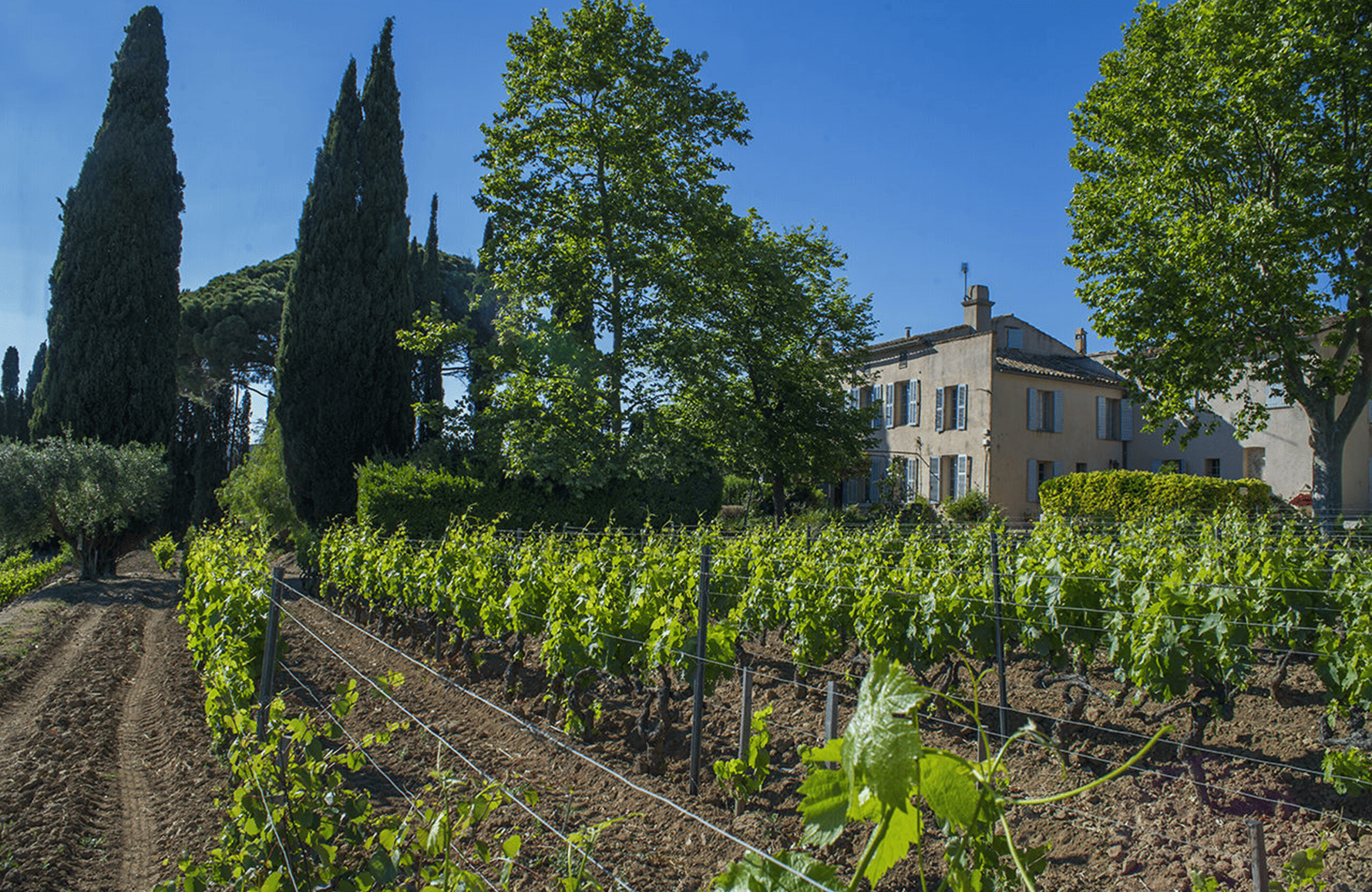 l’histoire du Domaine Tempier