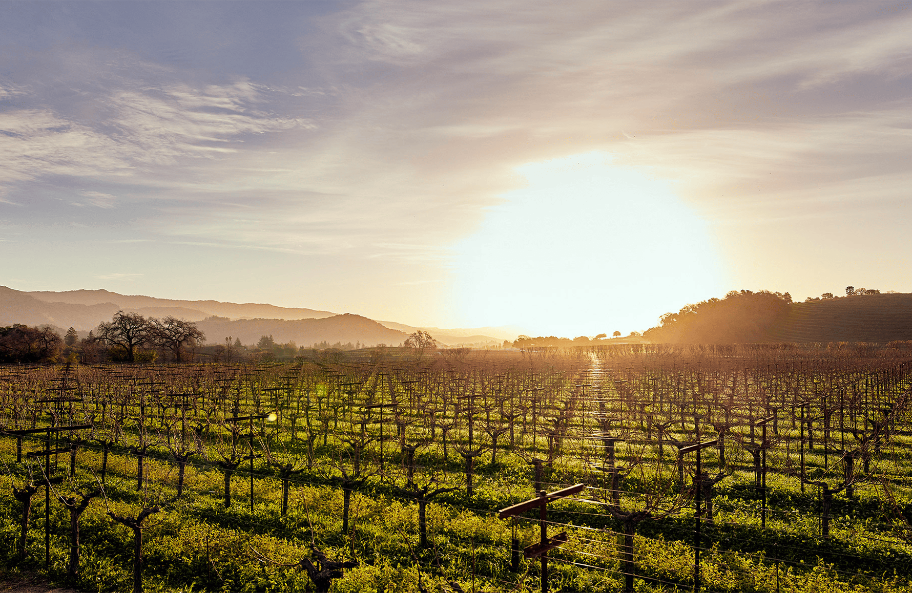 historien om Dominus Estate