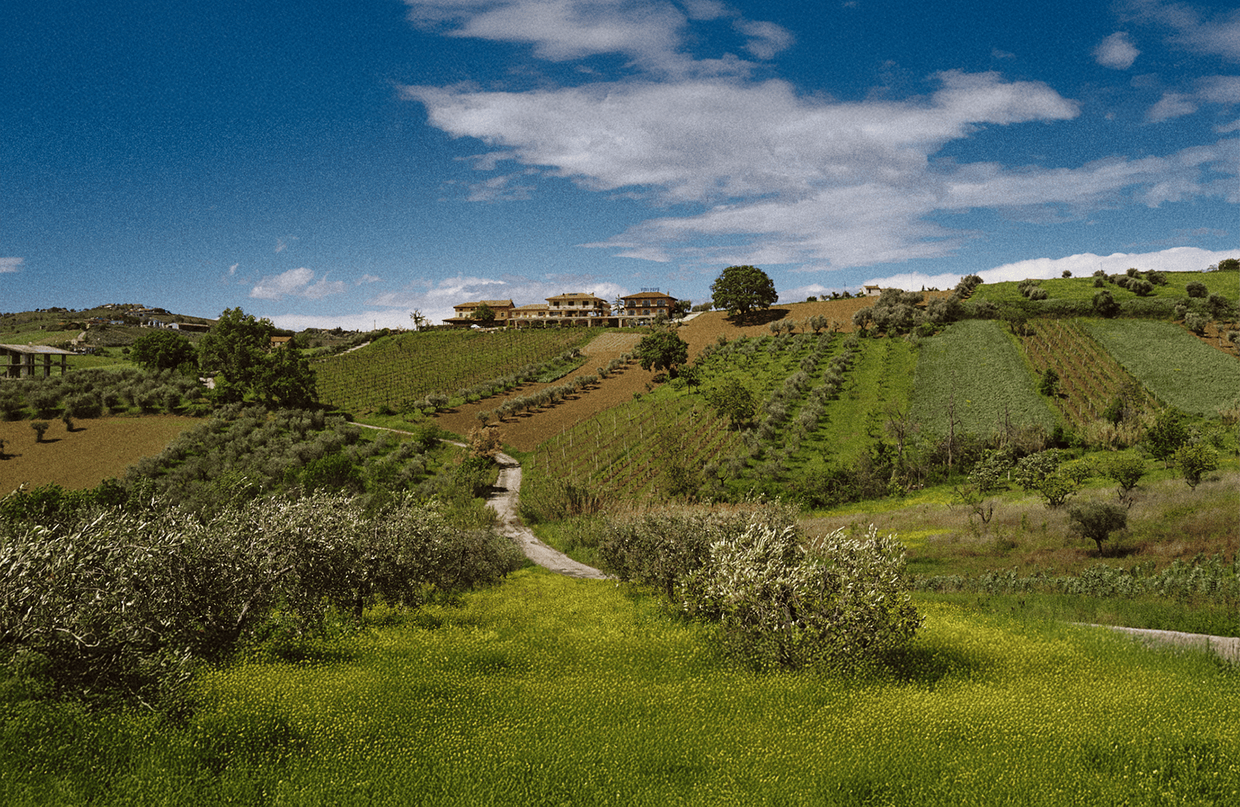 historien om Emidio Pepe