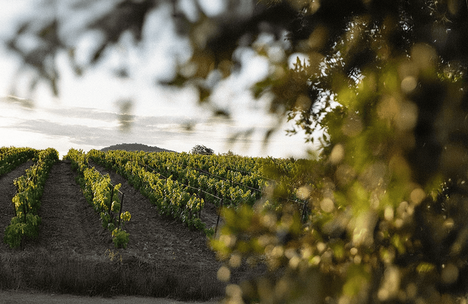 the story of Fig tree