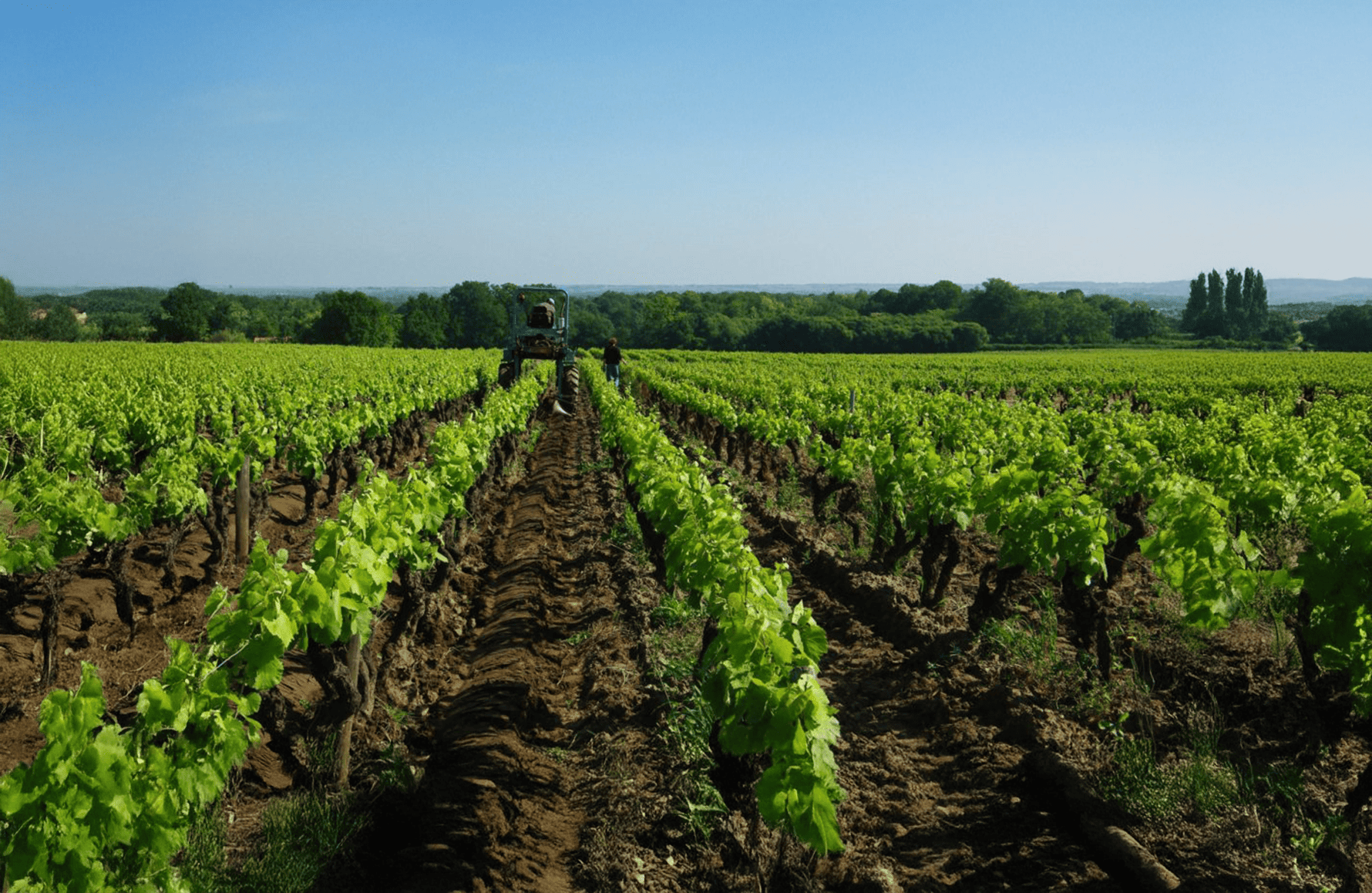 historien om Domaine Jo Landron