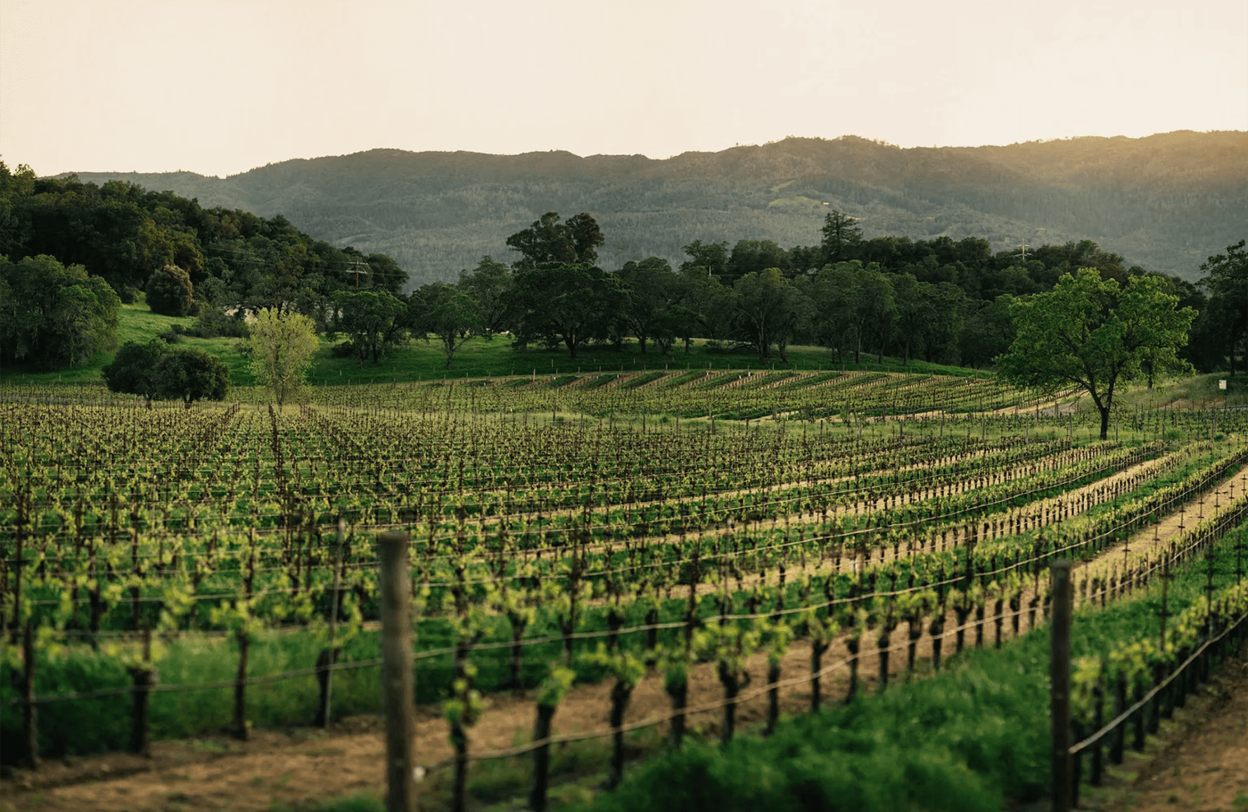 l’histoire du Joseph Phelps Vineyards - Etats-Unis