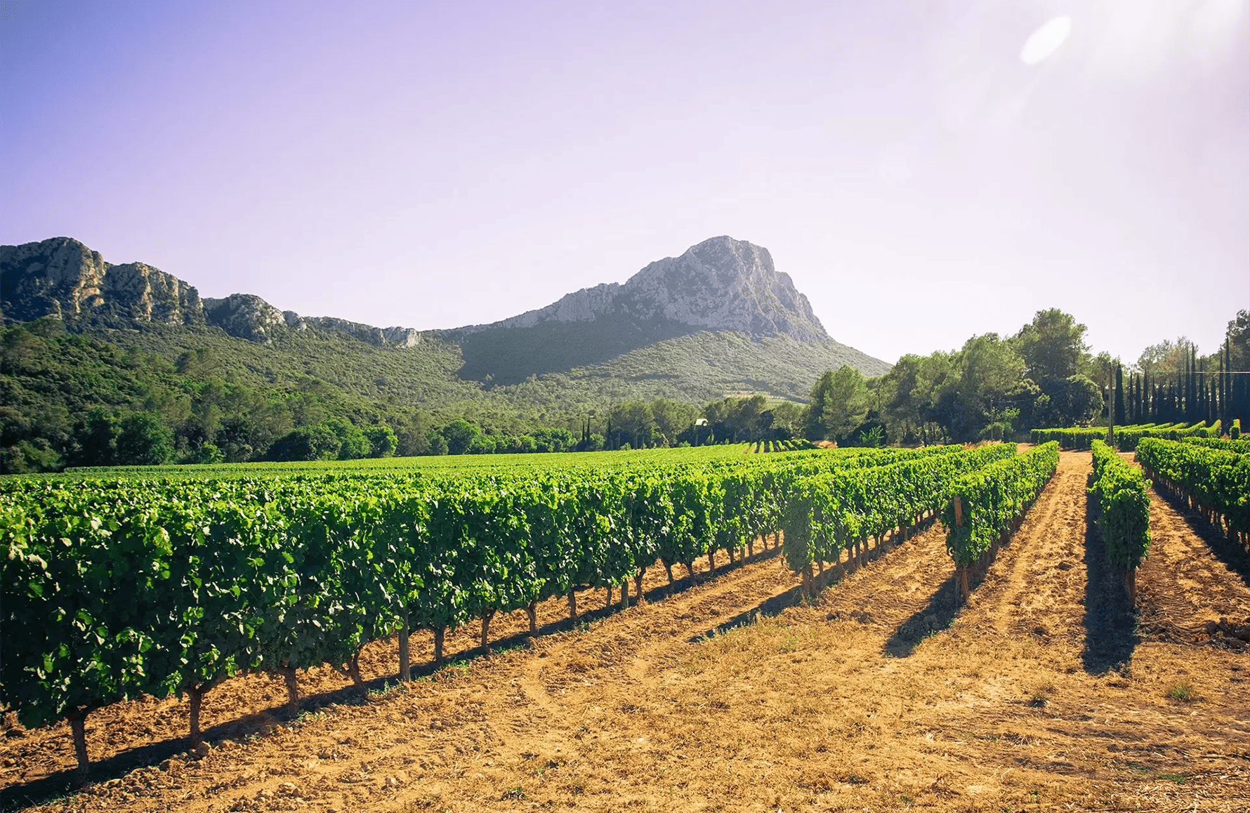 the story of Mas Bruguière