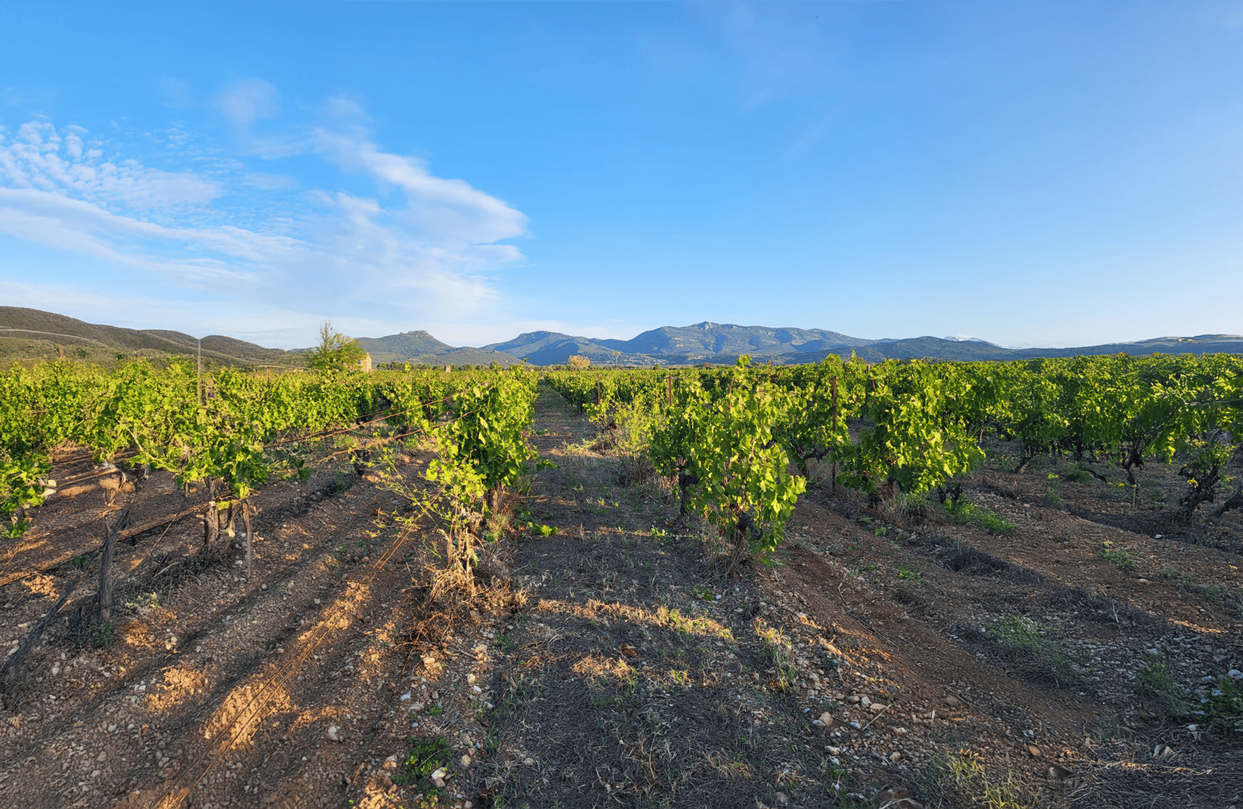 historien om Mas de l'Ecriture