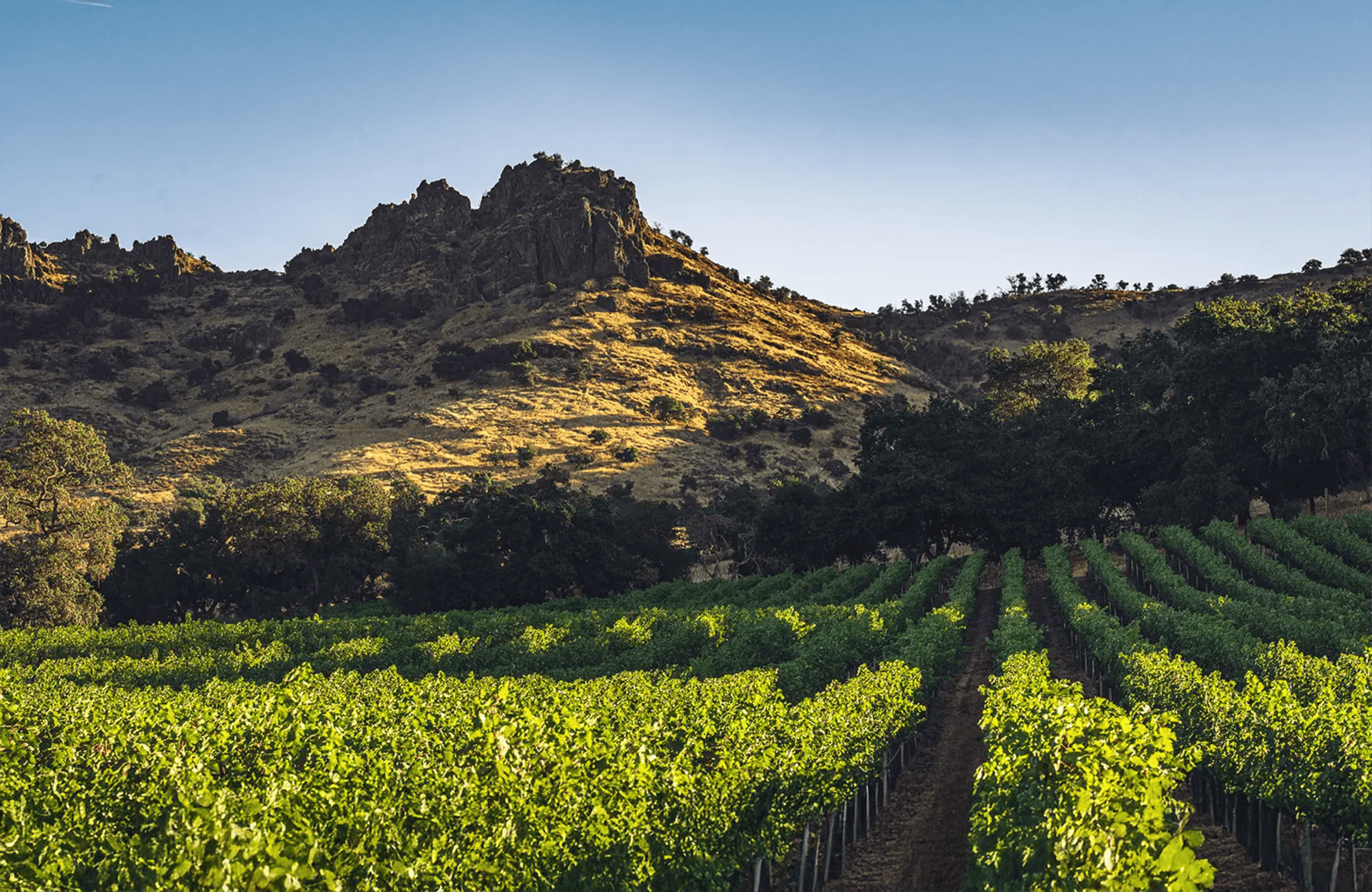 historien om Stag’s Leap - Napa Valley