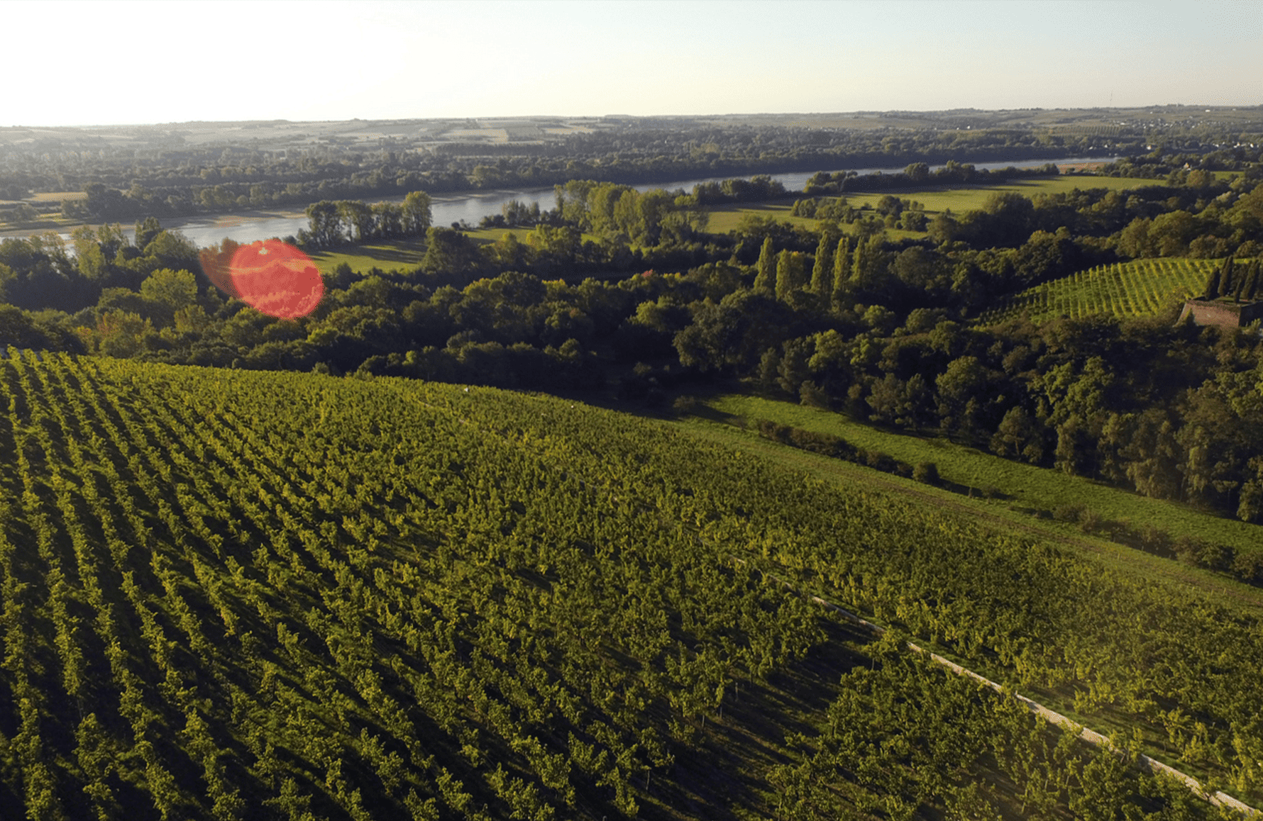 historien om Domaine de la Coulée de Serrant